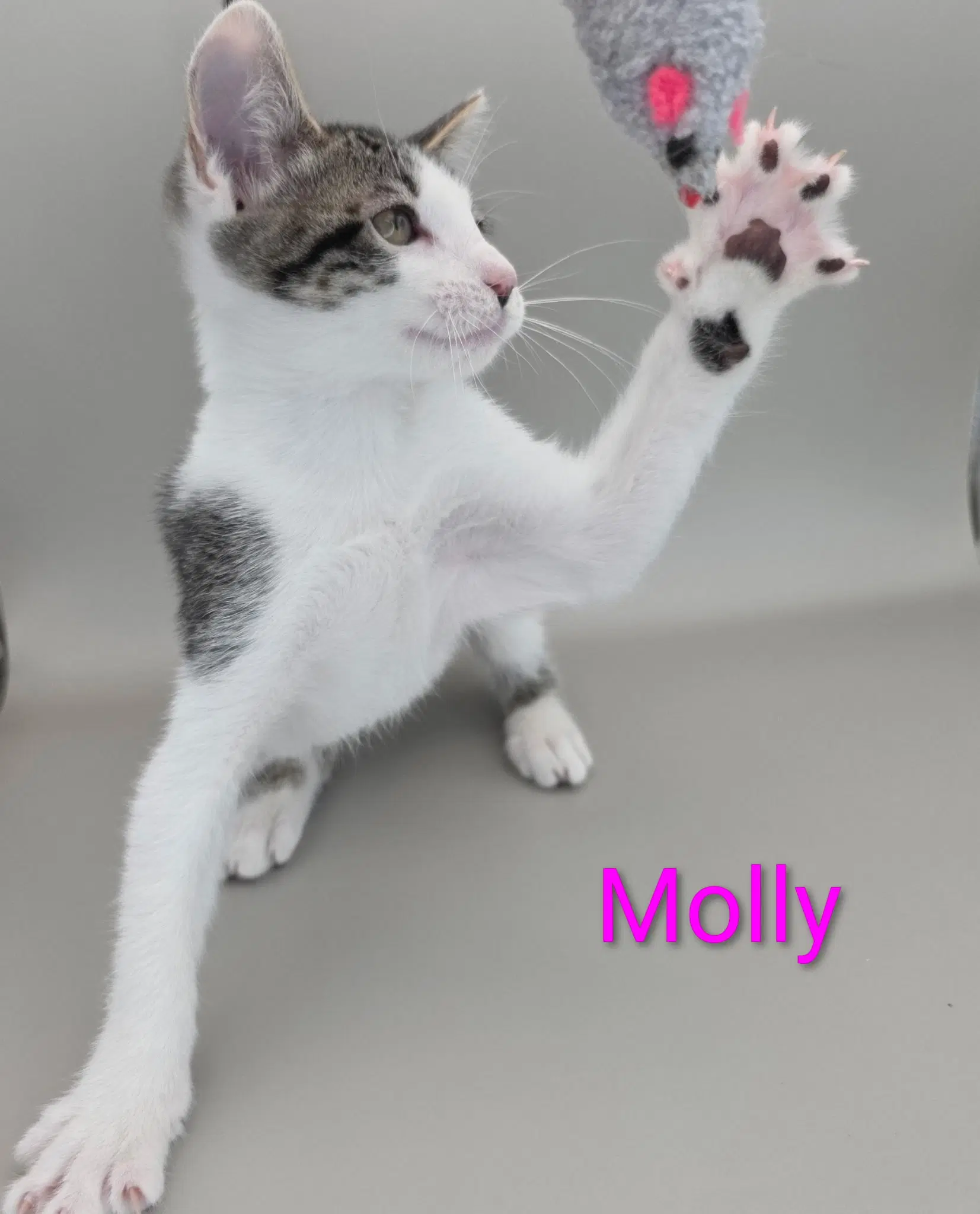 Molly image 2