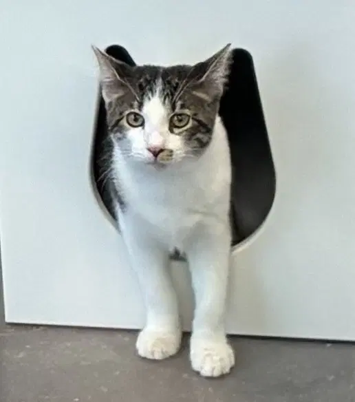 Molly - Domestic Short Hair