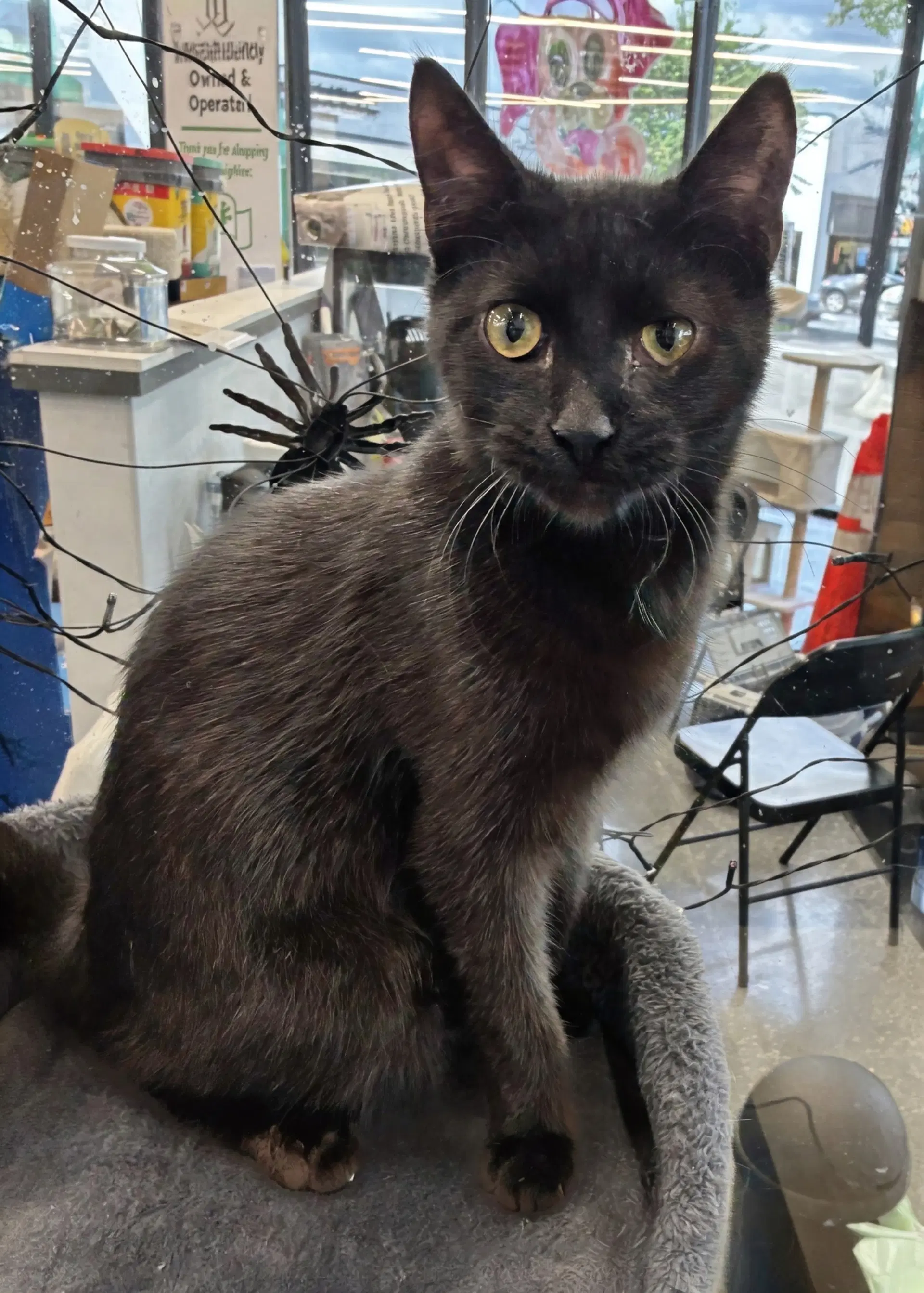 Cory - Domestic Short Hair