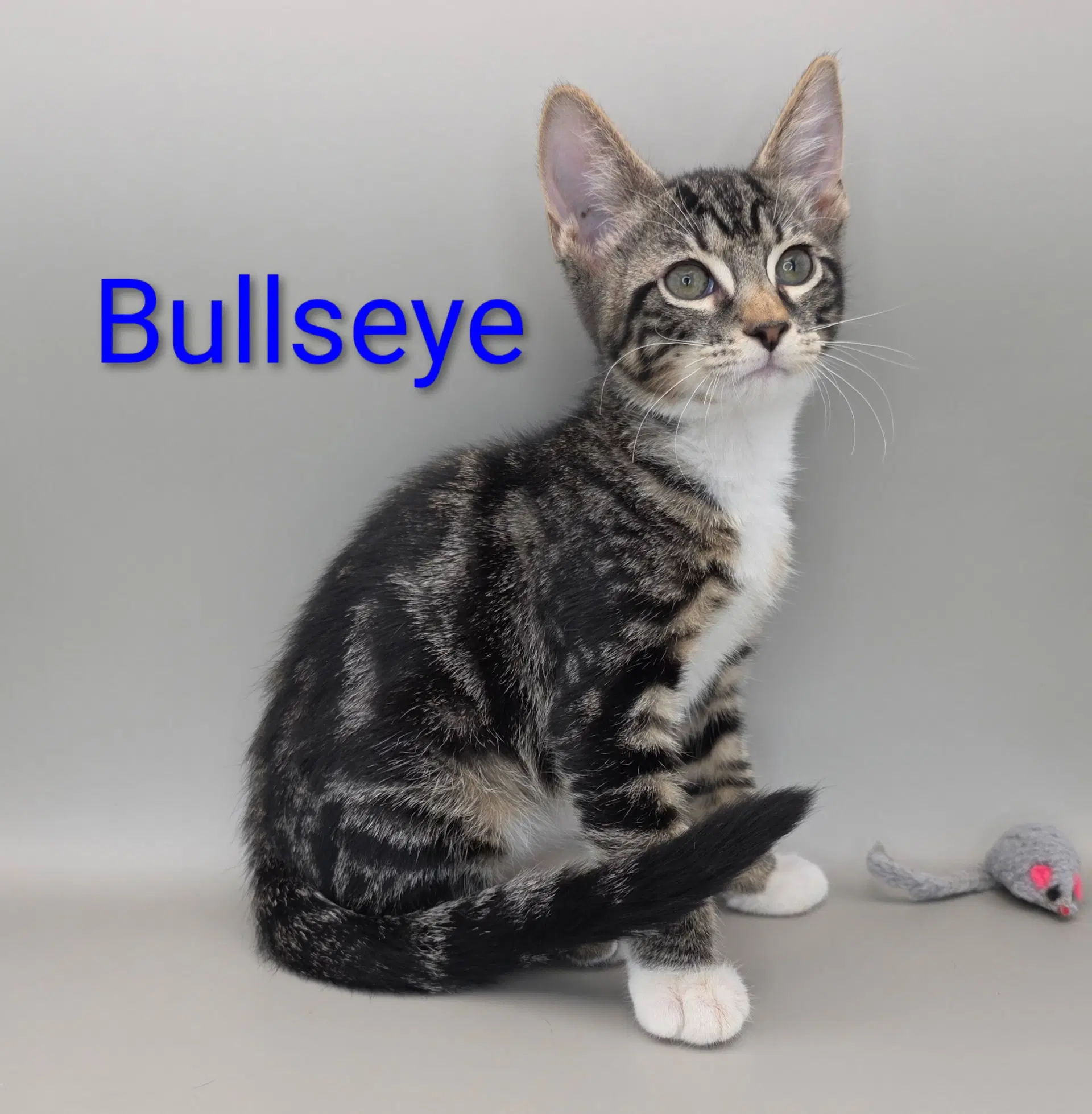Bullseye image 4
