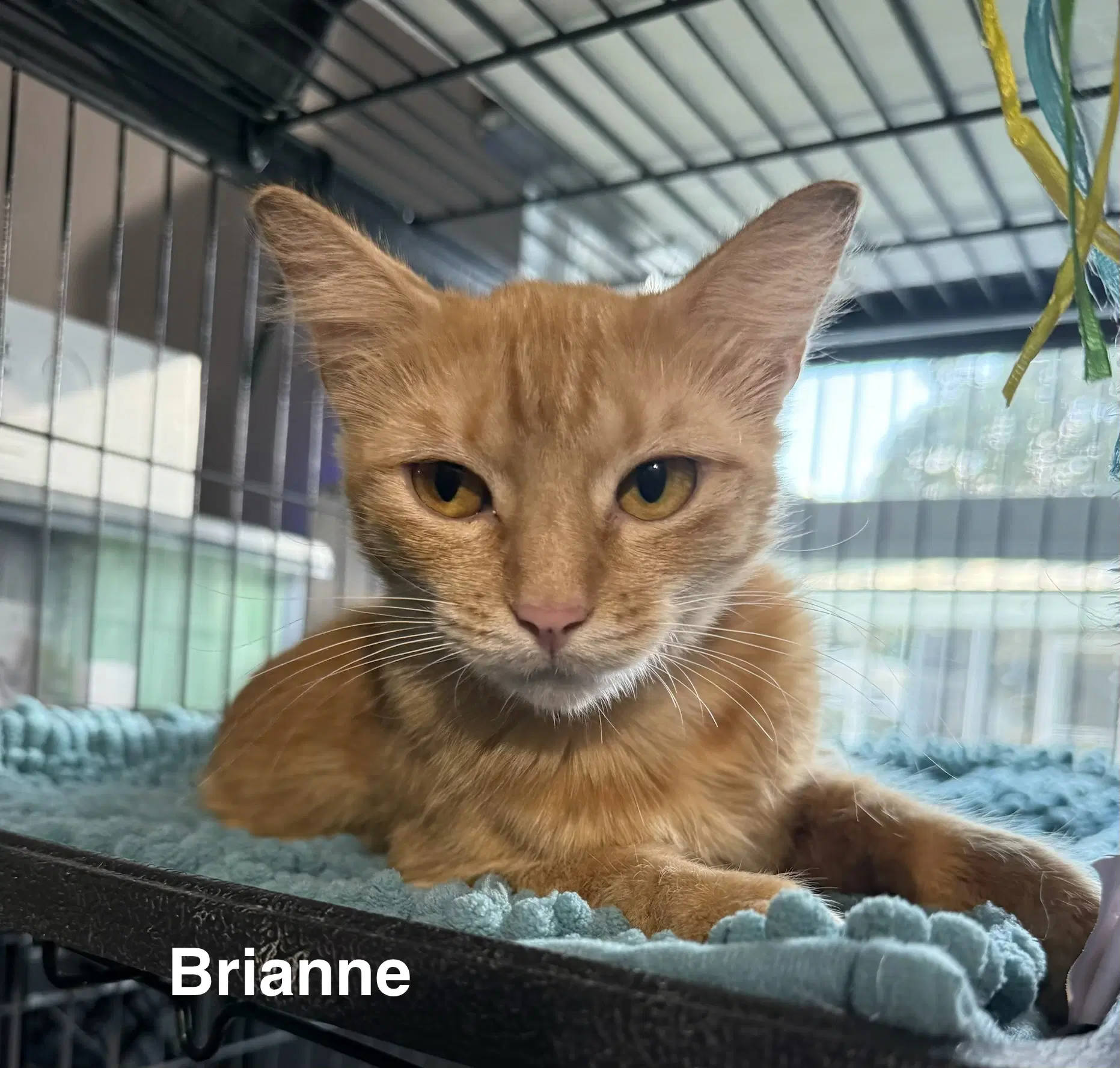Brianne image 4