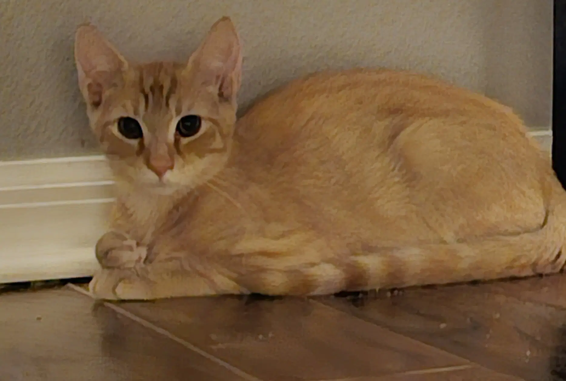 Flash  Prespay - Domestic Short Hair