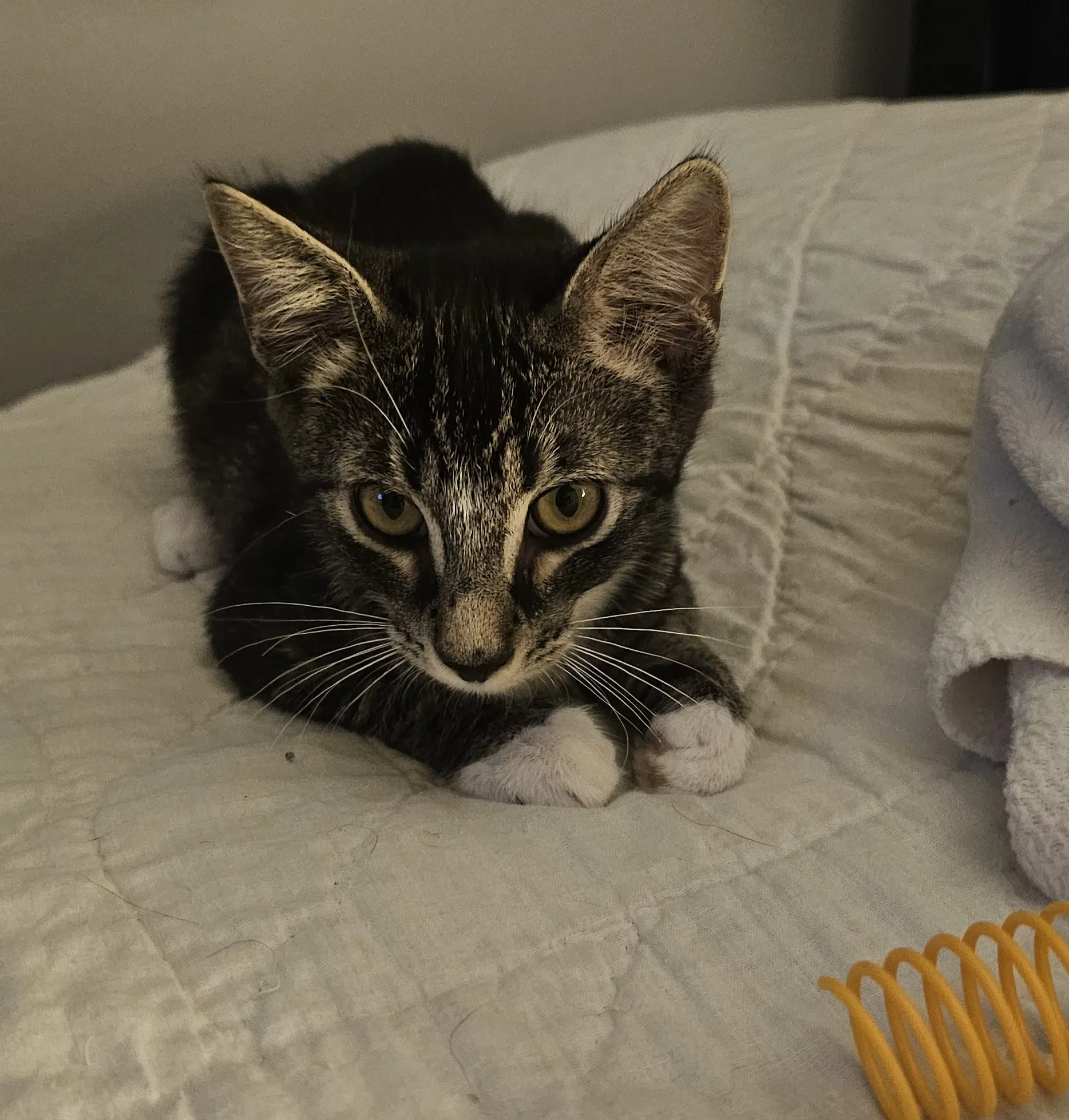 Paul  Prespay - Domestic Short Hair