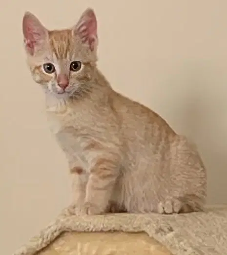 Sunny  Prespay - Domestic Short Hair