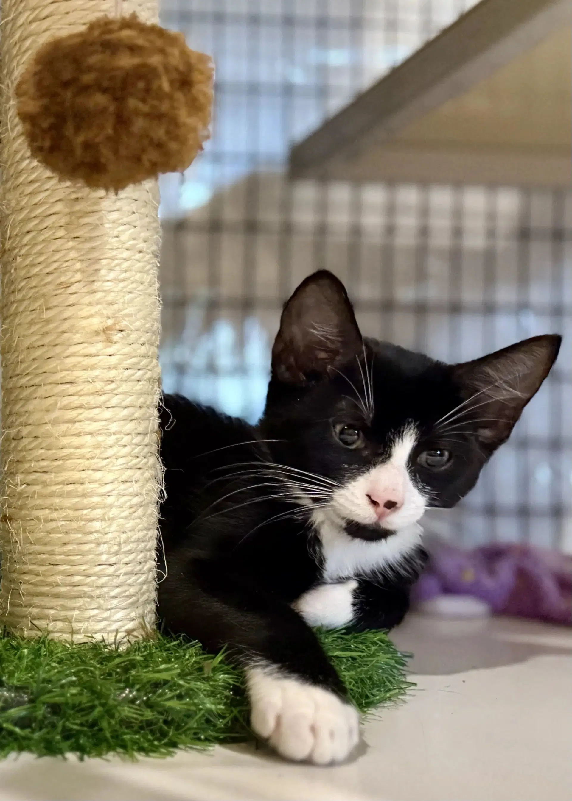 Jaxson  Prespay - Domestic Long Hair