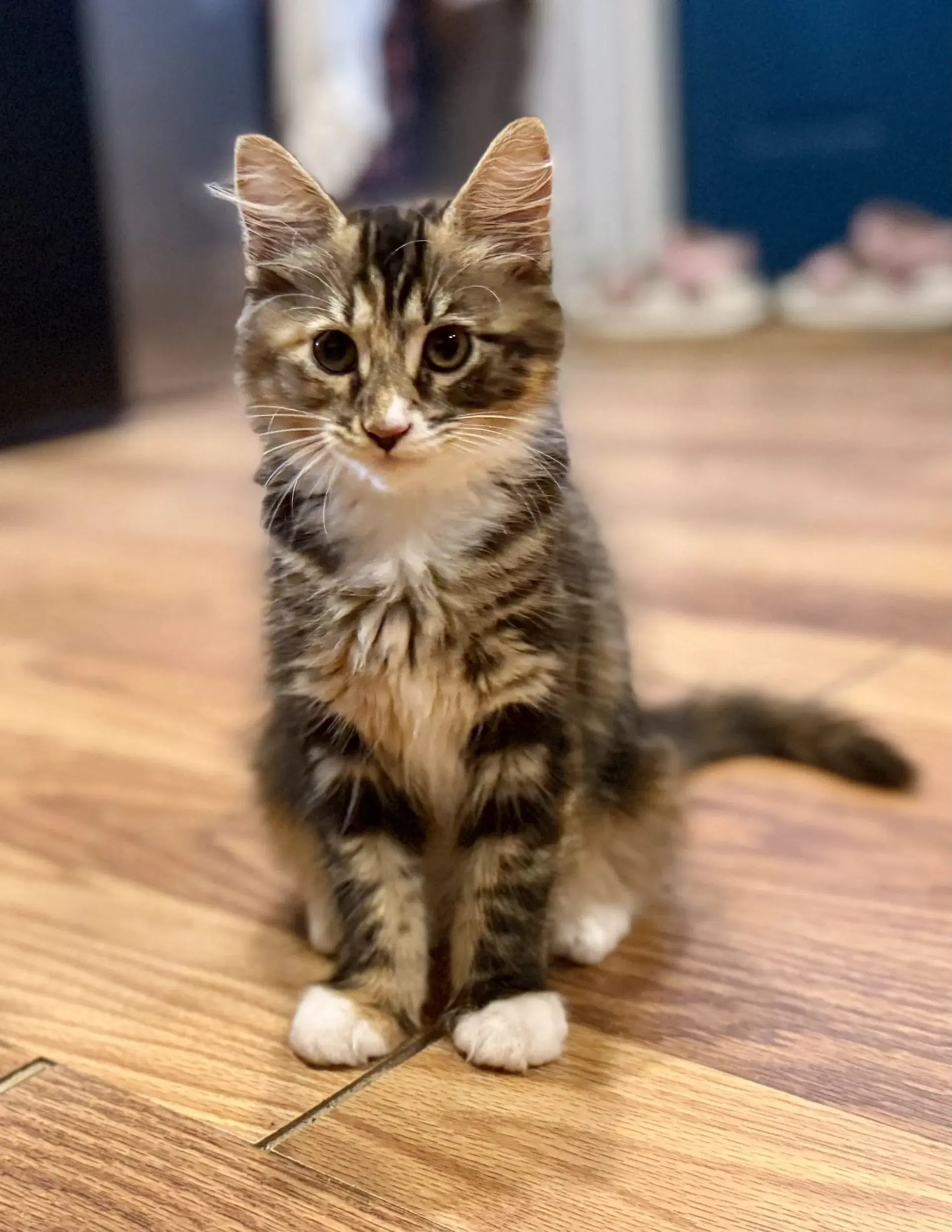Jacinta  Prespay - Domestic Long Hair
