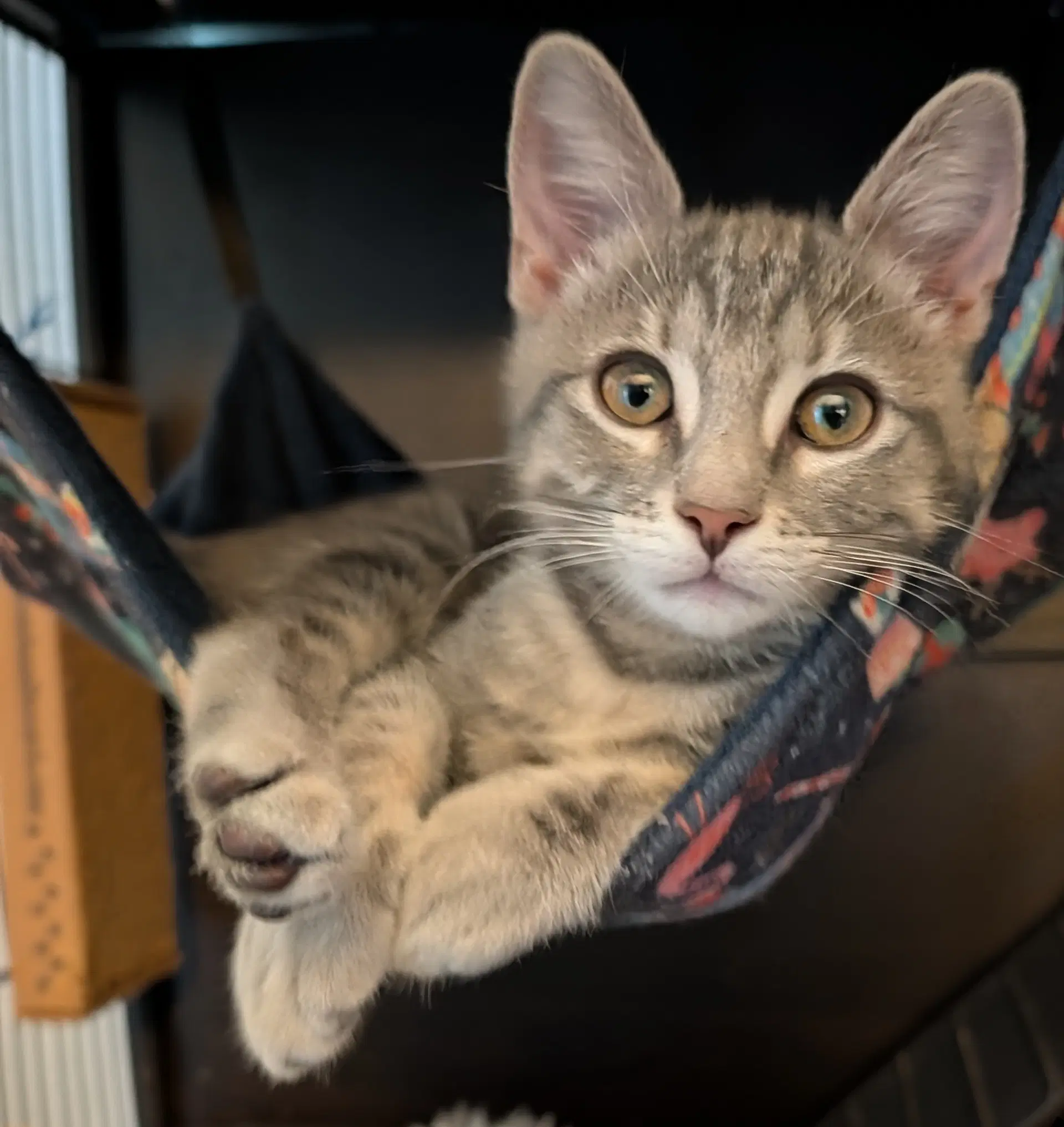 Mickey  Med Waiver - Domestic Short Hair