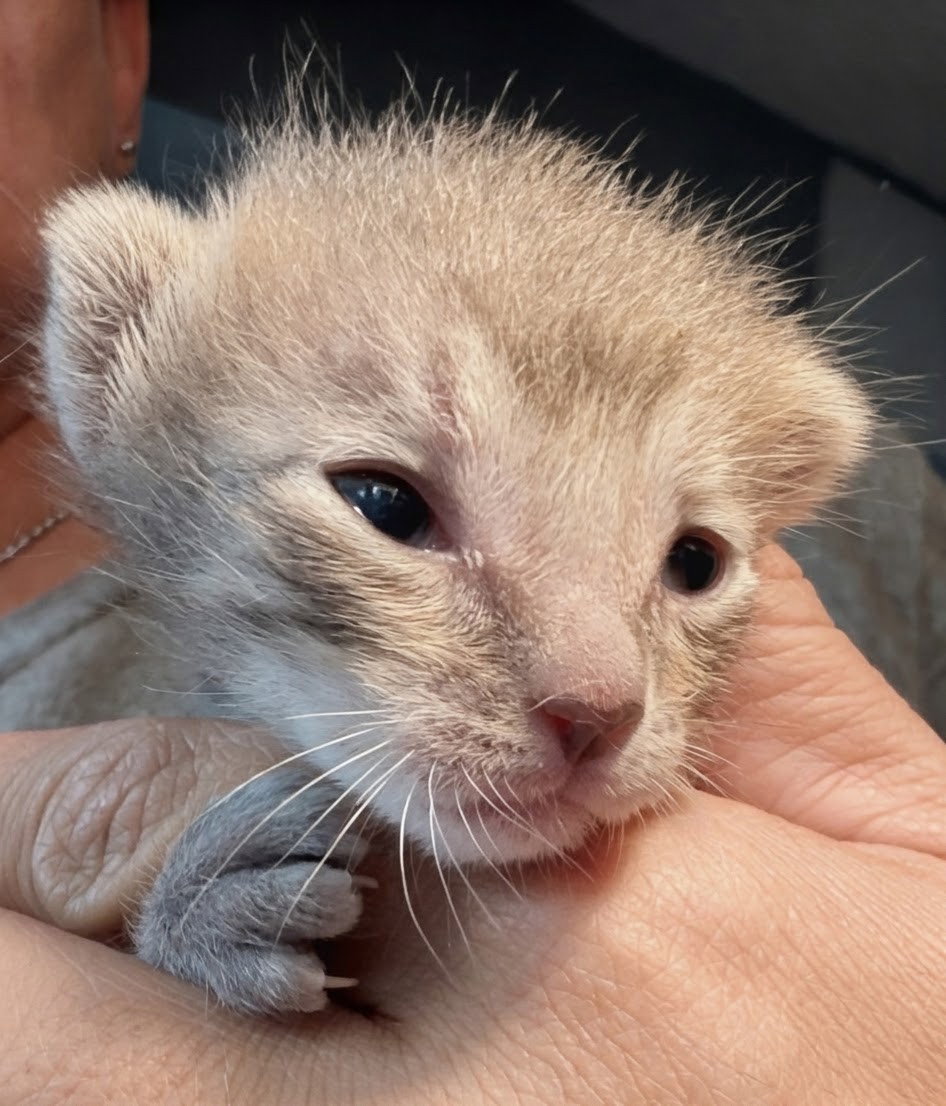 Minnie 7.17.26 (med waiver), photo 2