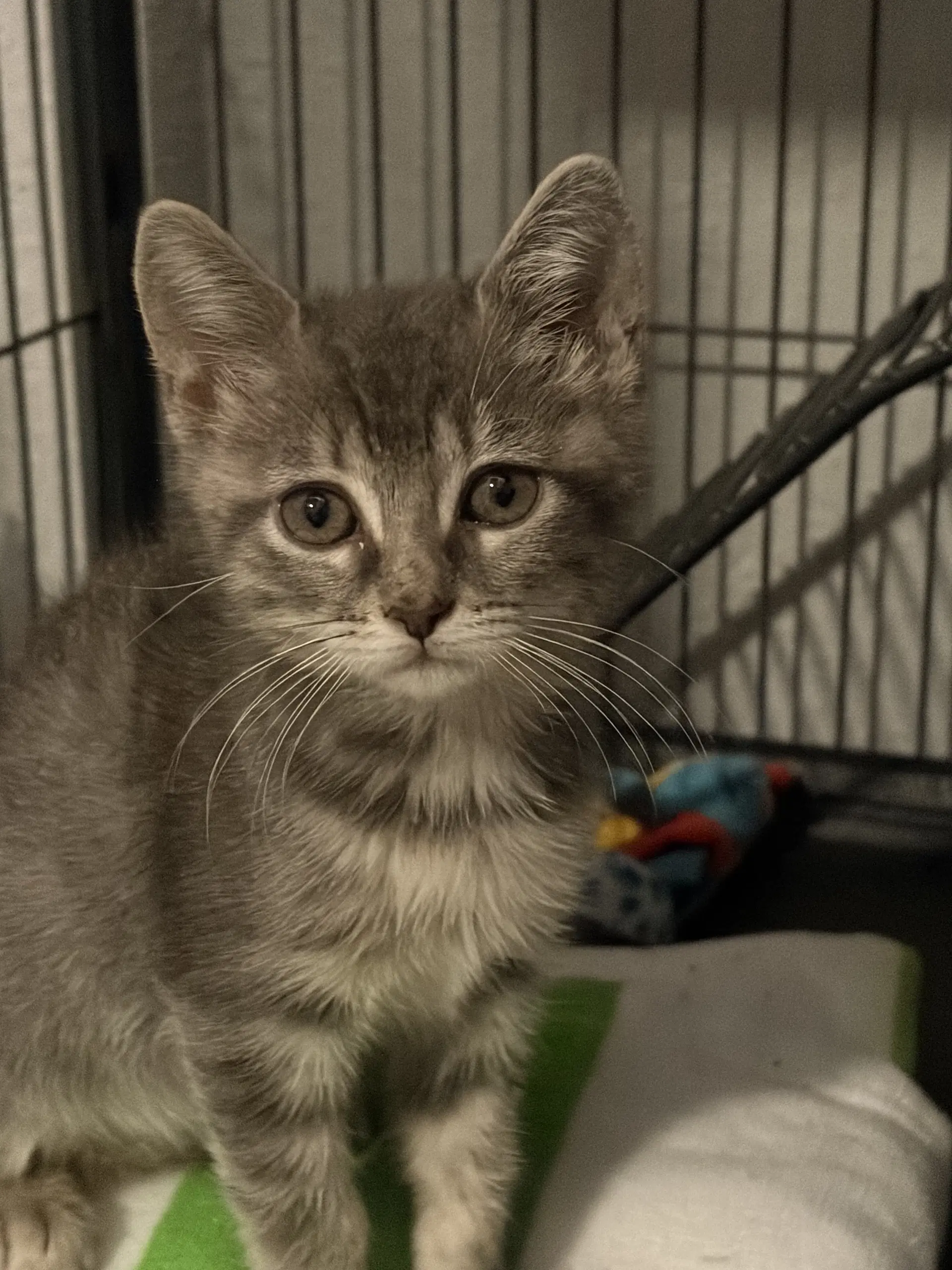 Minnie  Med Waiver - Domestic Short Hair