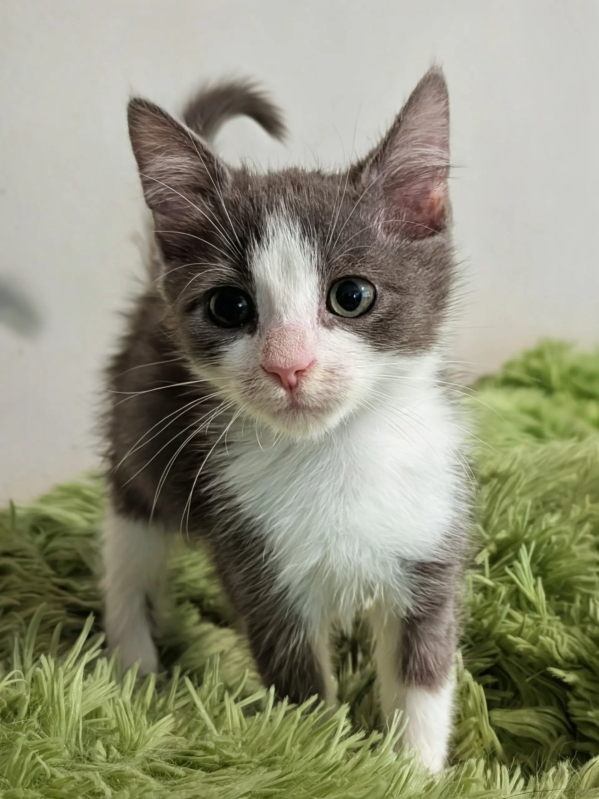 Amarillys  Med Waiver - Domestic Short Hair