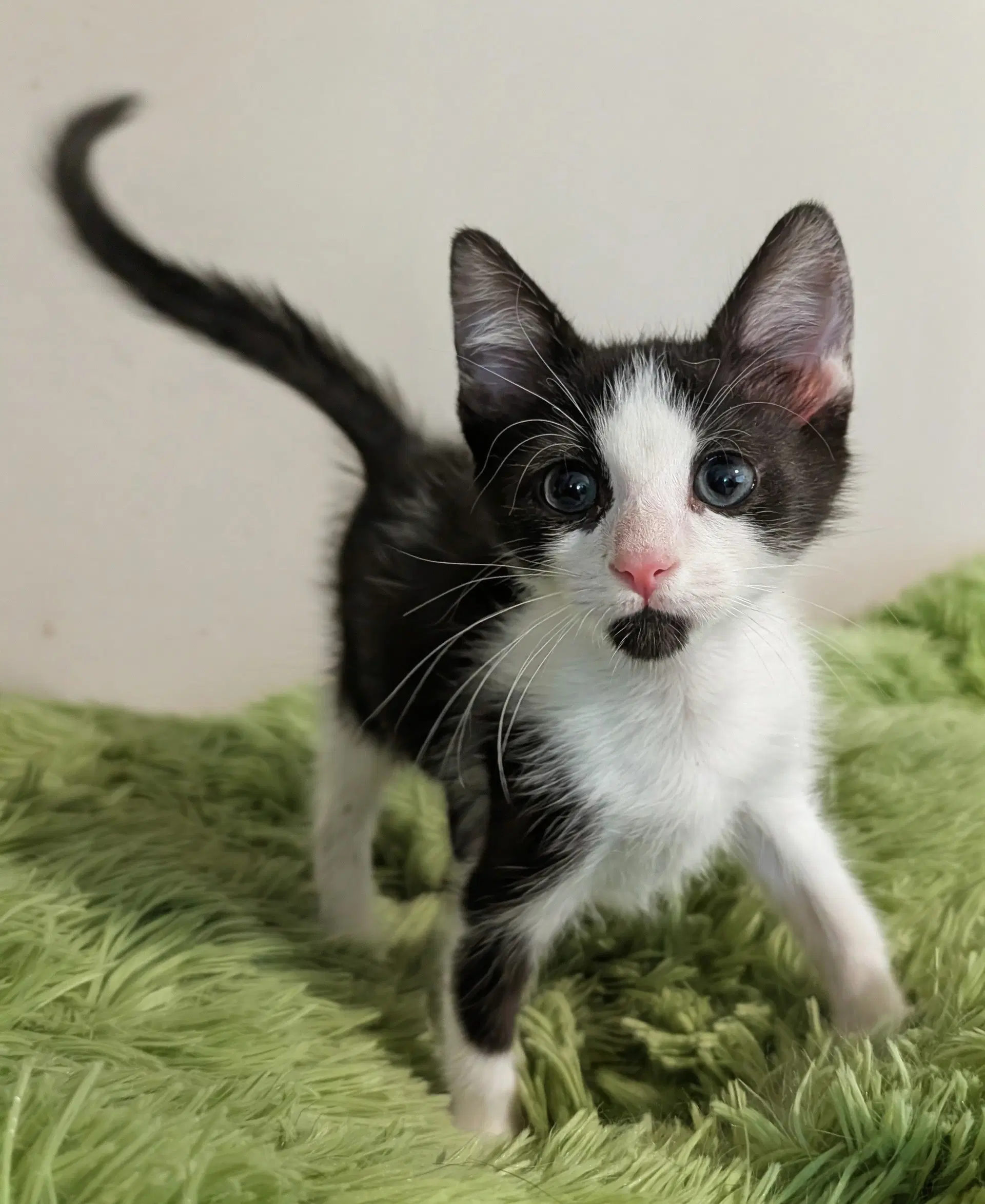 Alder  Med Waiver - Domestic Short Hair