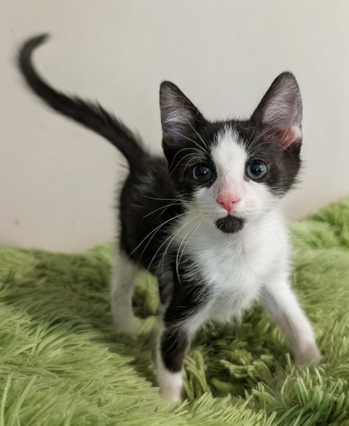 Alder 7.29.26 (med waiver), Domestic Short Hair / Mixed (short coat)