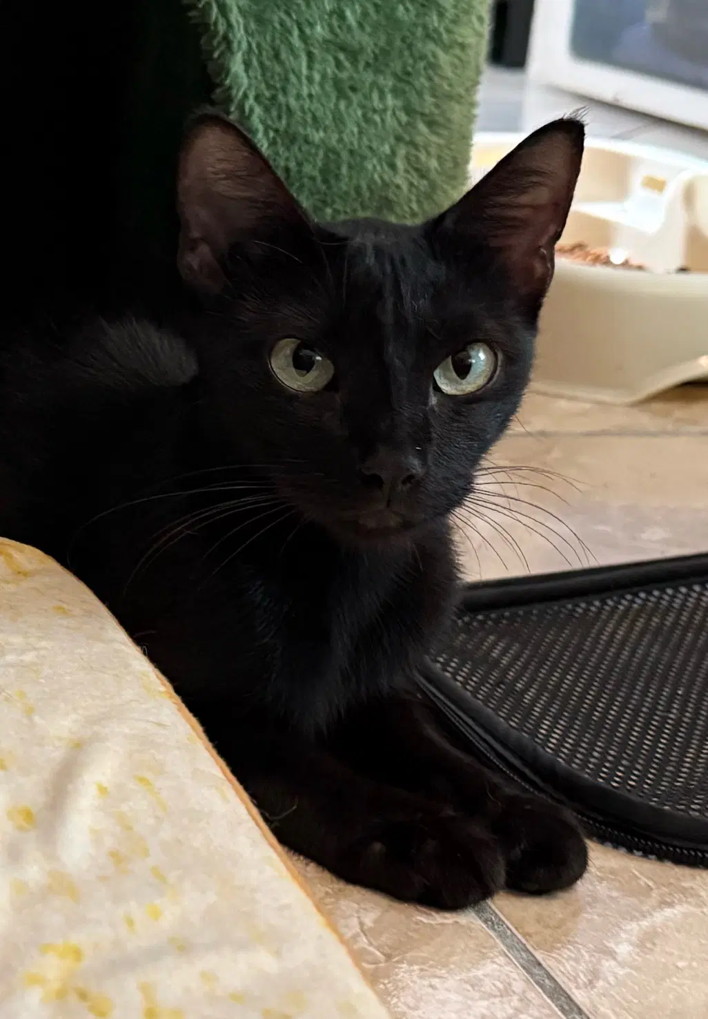 Maple  Med Waiver - Domestic Short Hair