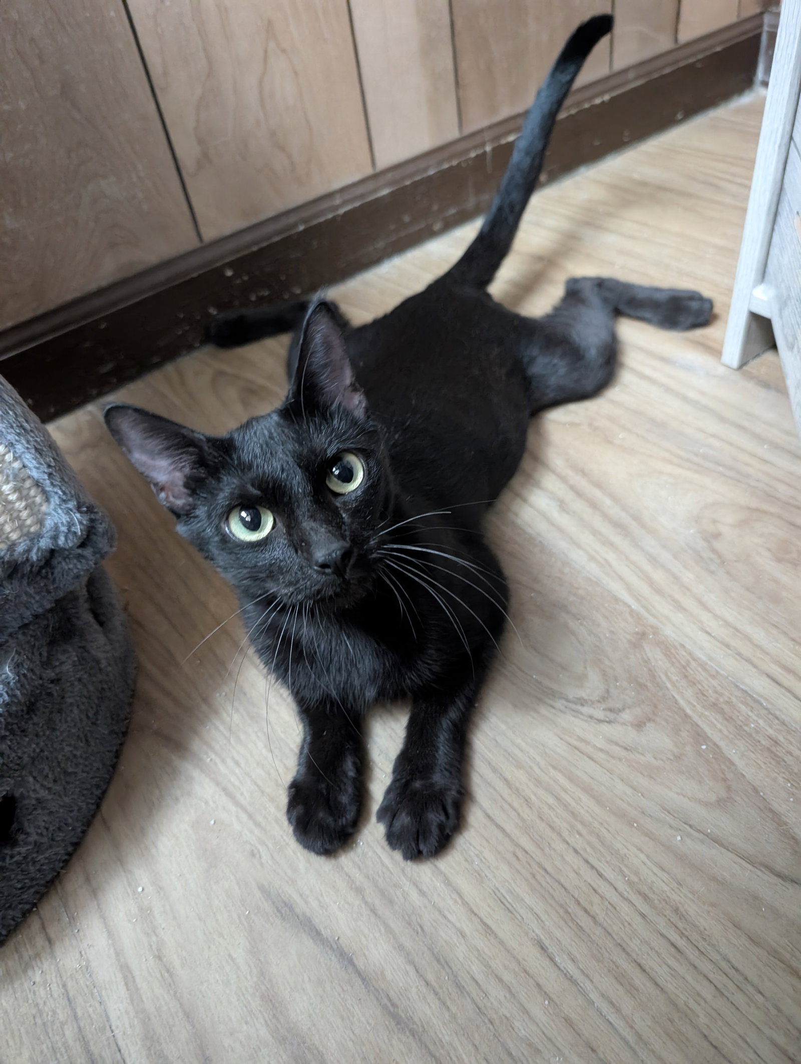 Maple 3.20.25, photo 2