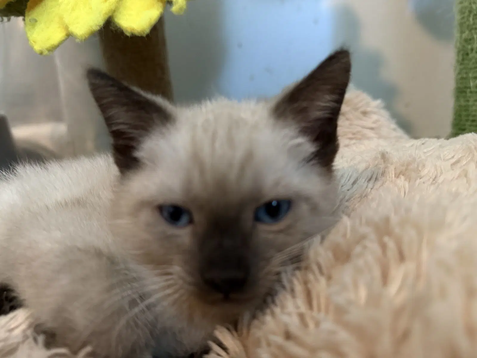 Cypress - Domestic Short Hair