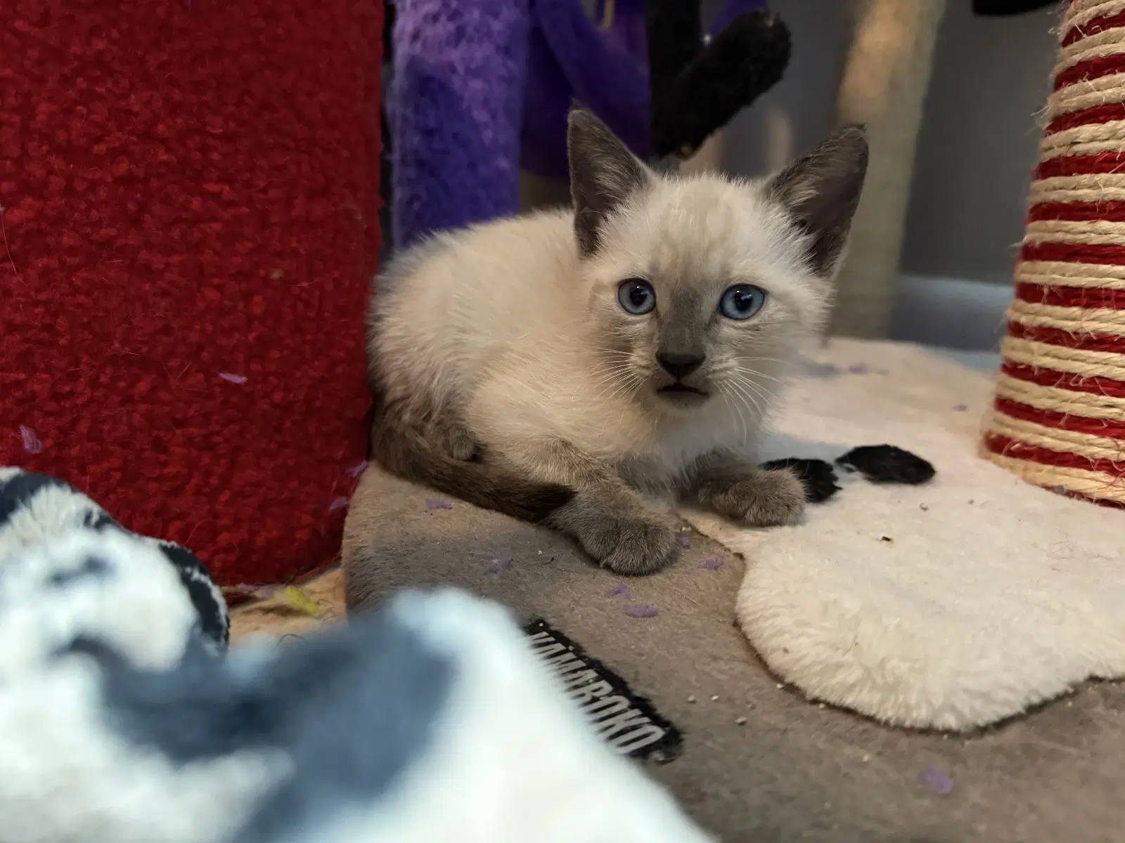 Linden - Domestic Short Hair