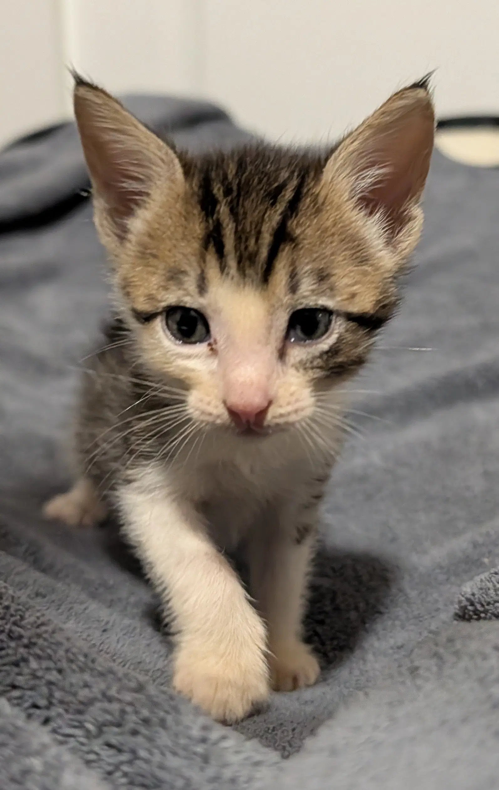 John - Domestic Short Hair
