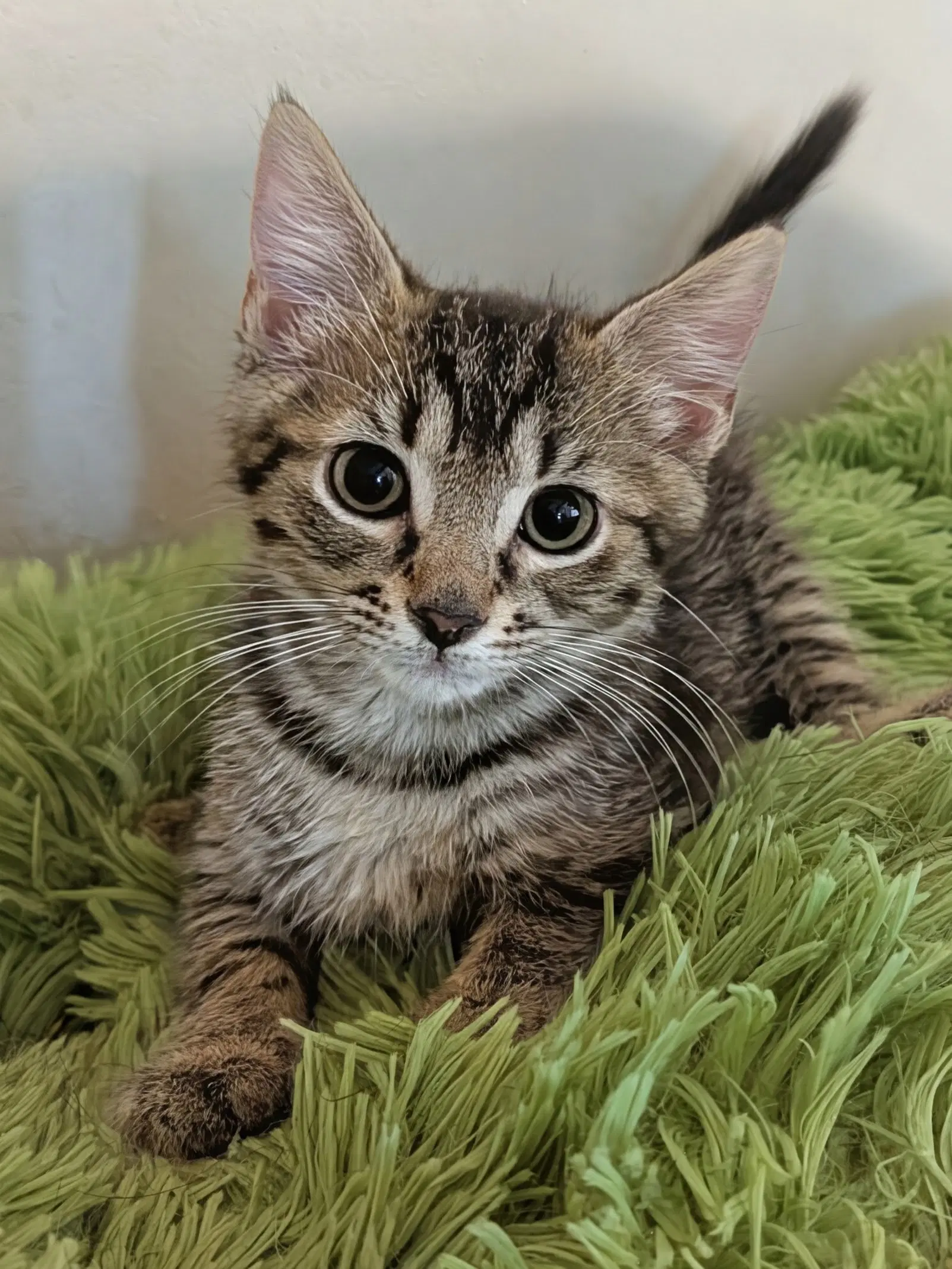 Marlon  Med Waiver - Domestic Short Hair
