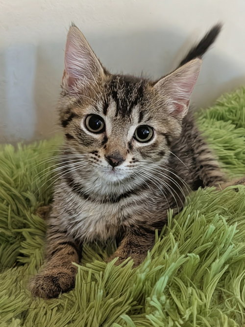 Marlon 7.23.26, Domestic Short Hair / Mixed (short coat)