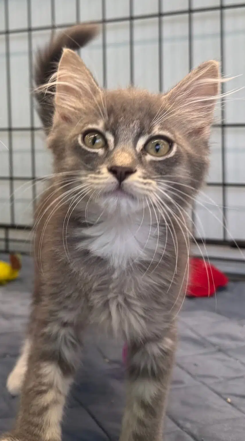 Darby - Domestic Medium Hair