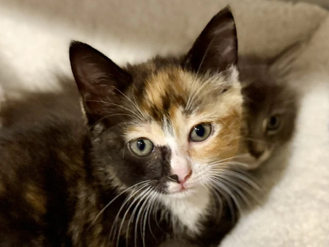 Tabatha  Pre-Spay