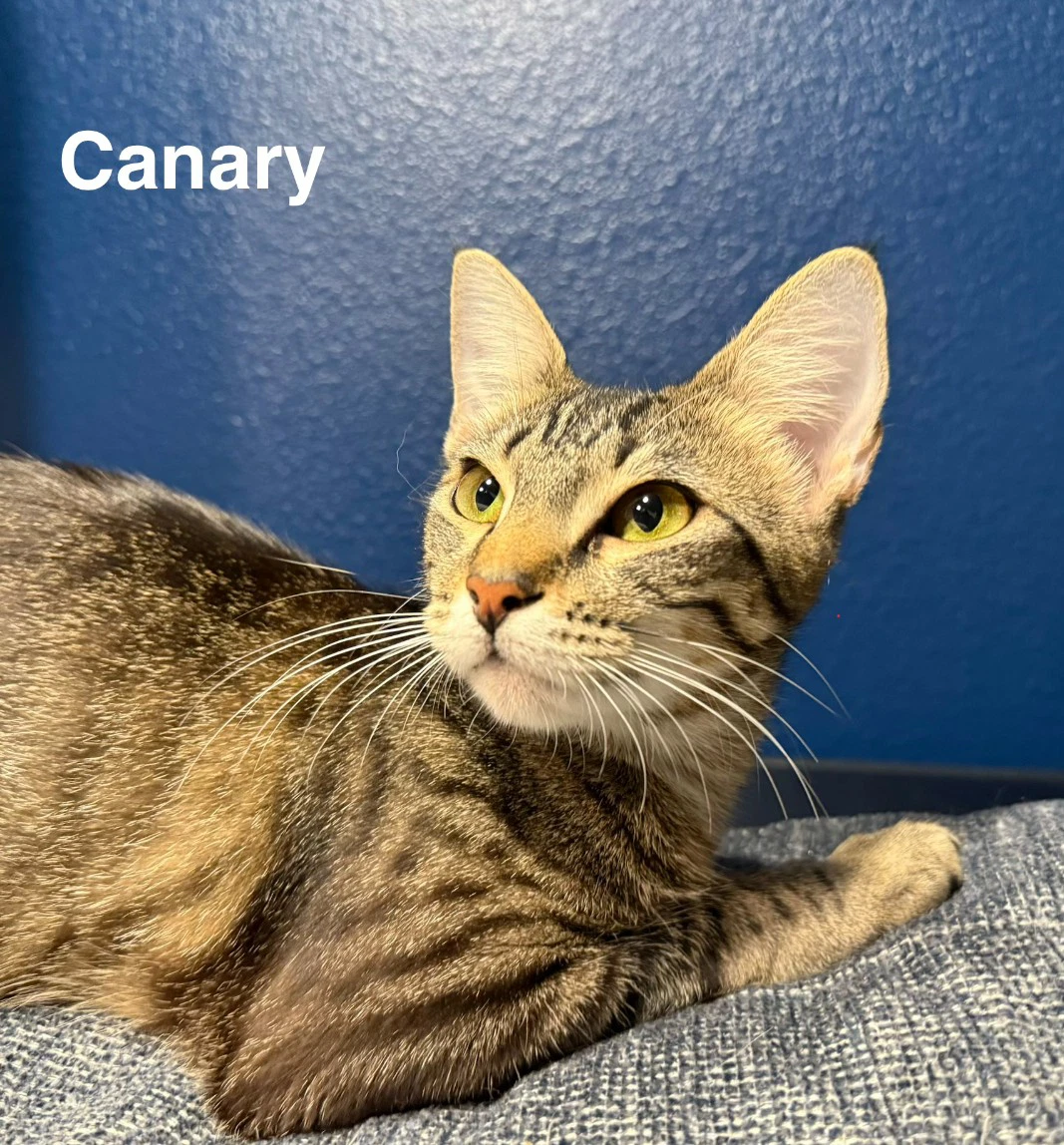 Canary