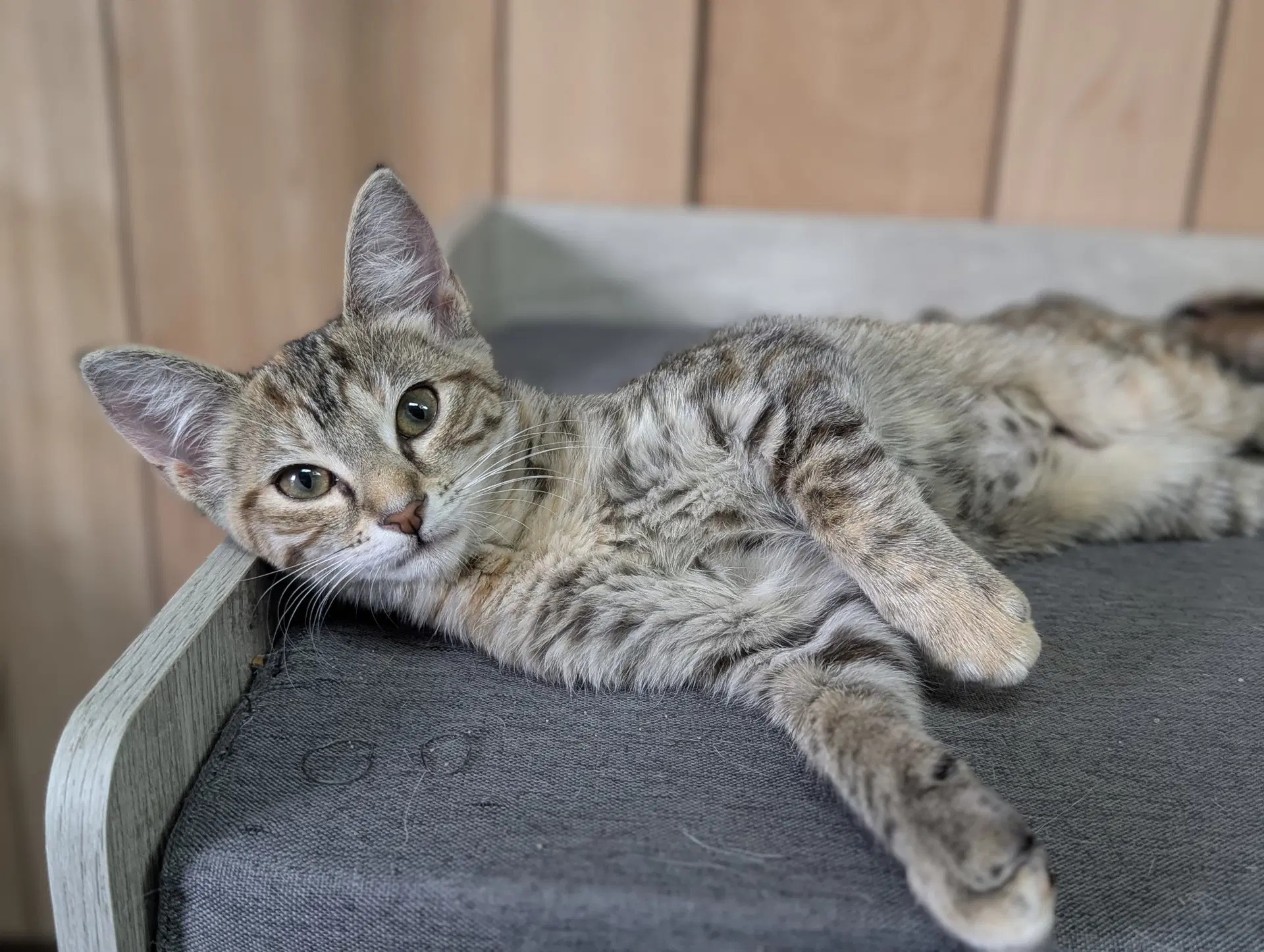 Starling image 3