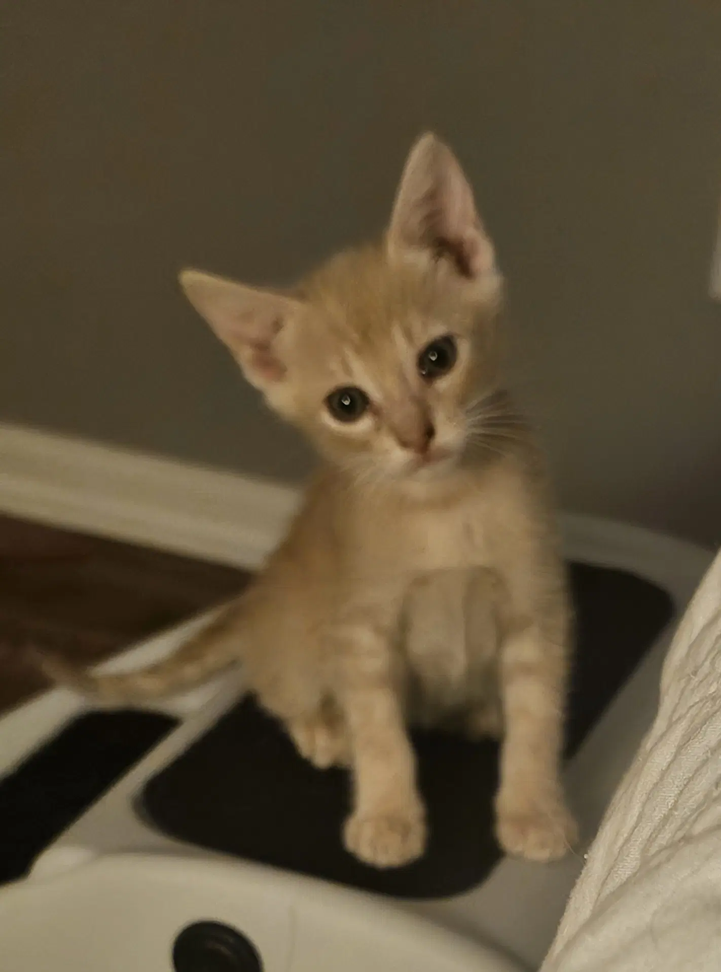 Brooks - Domestic Short Hair