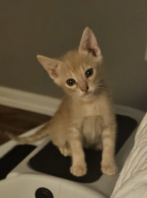Brooks 7.28.26 (med waiver), a cat for adoption from Candy's Cats, Inc.