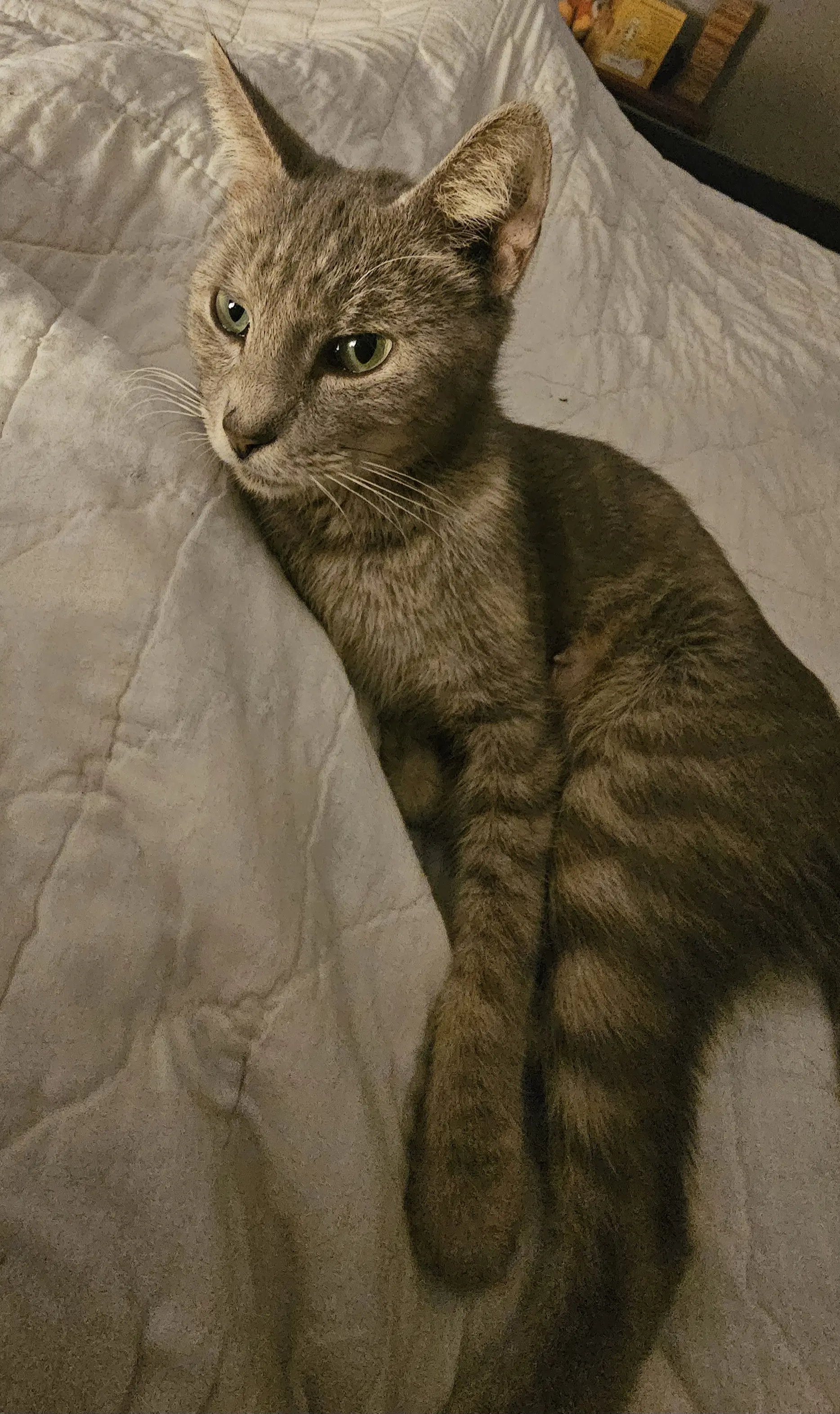 Dolly  Med Waiver - Domestic Short Hair