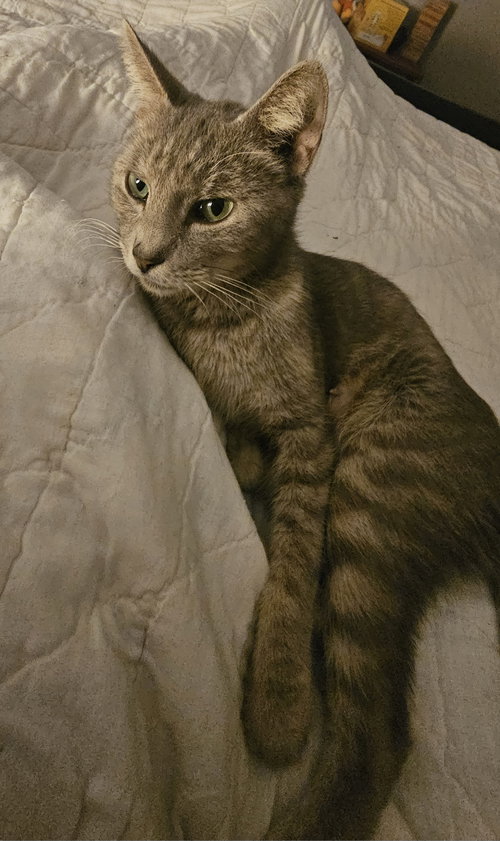 Dolly 9.1.24 (med waiver), a cat for adoption from Candy's Cats, Inc.