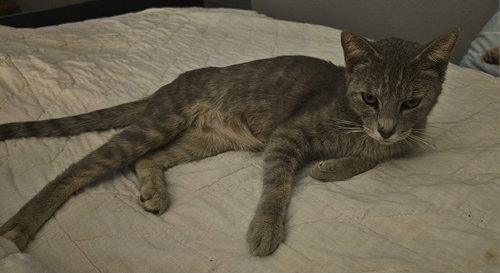 Photo 3 of Dolly 9.1.24 (med waiver)