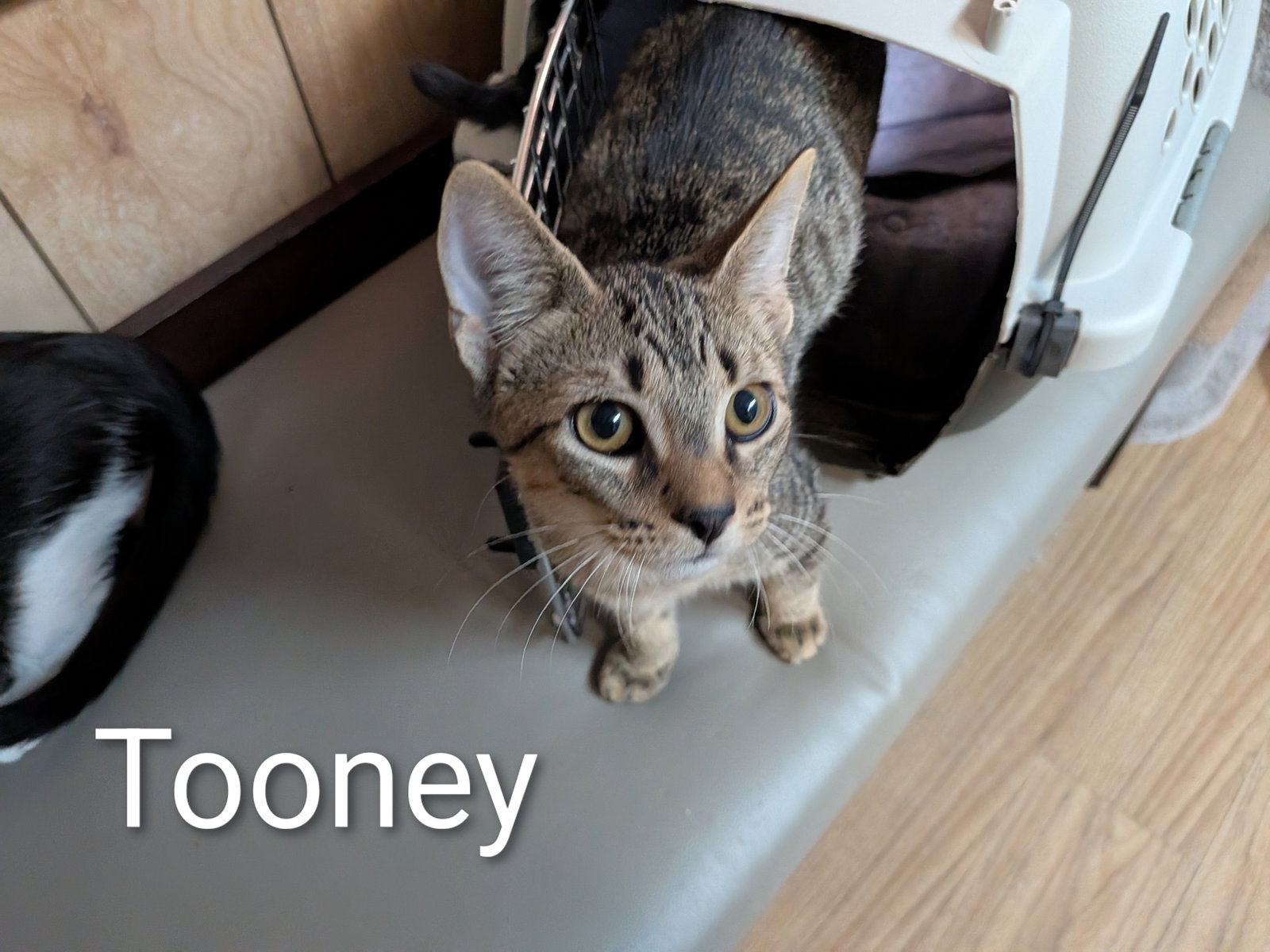 Tooney 5.26.26, Domestic Short Hair