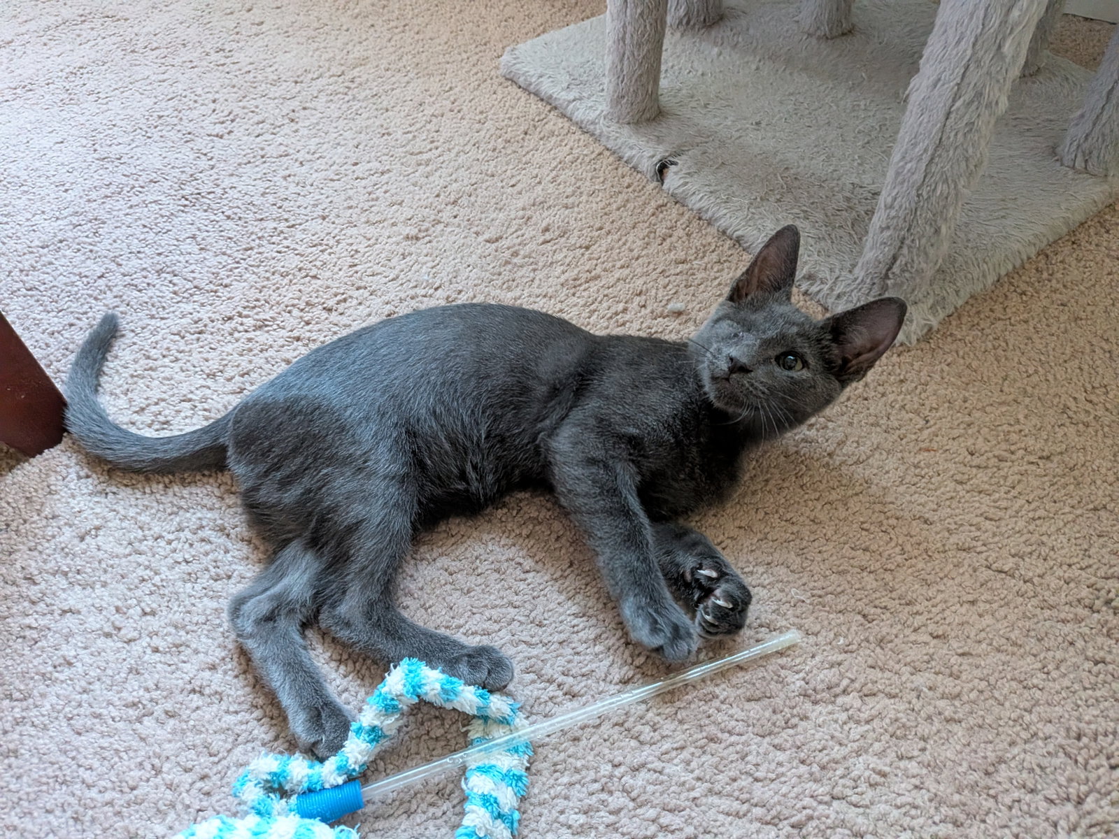 Sundance 6.9.26, Domestic Short Hair