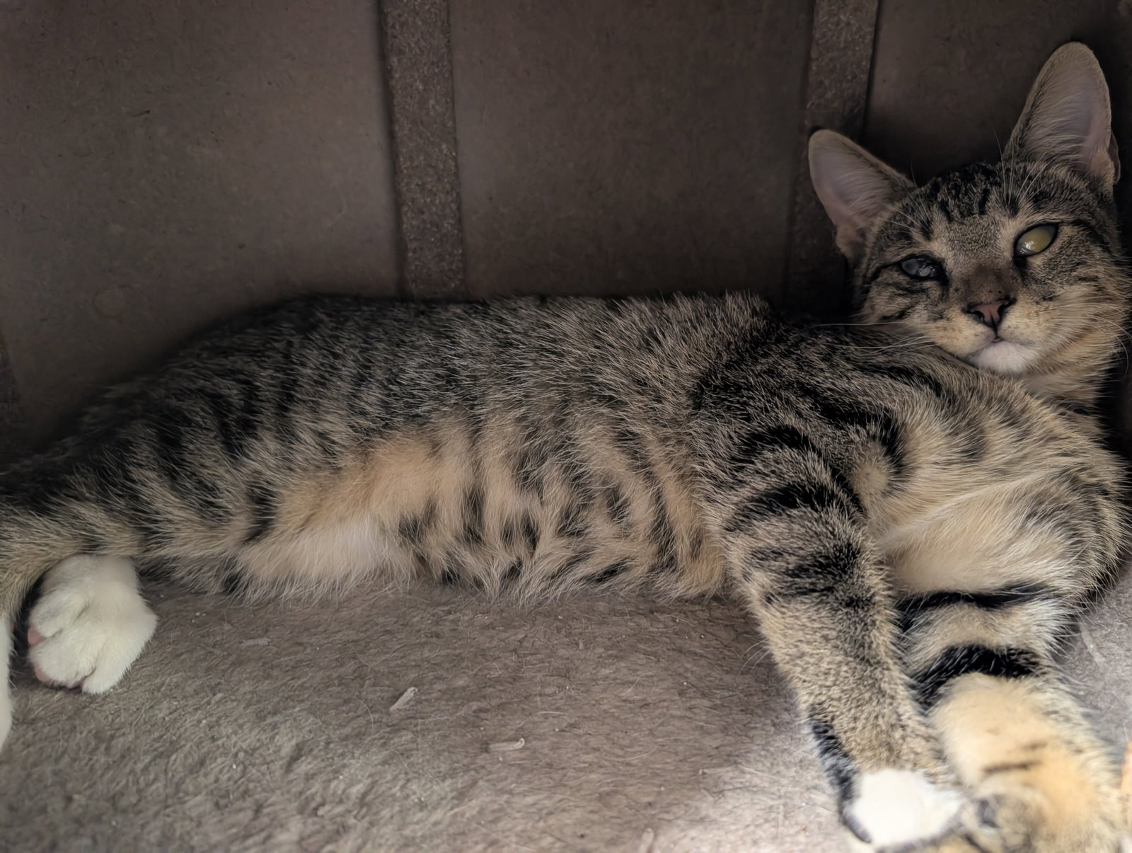Magoo 6.9.26 (med waiver), Domestic Short Hair