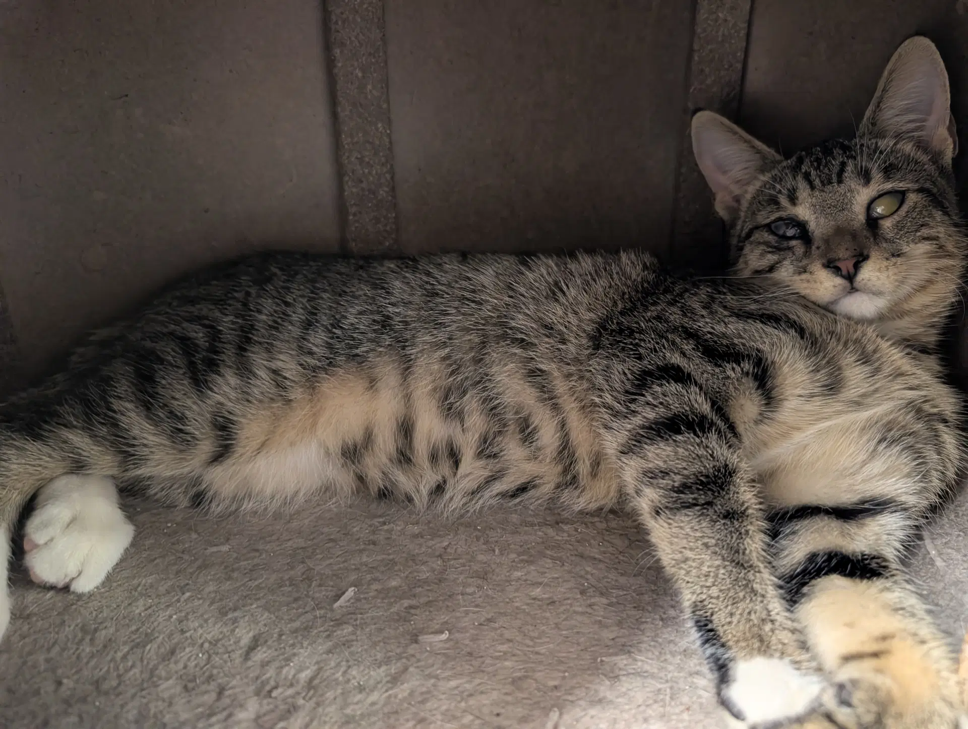 Magoo  Med Waiver - Domestic Short Hair