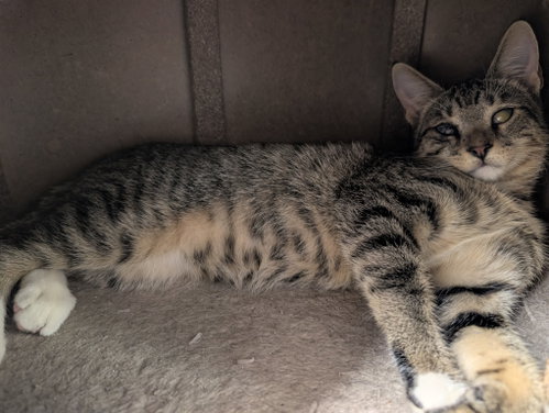 Magoo 6.9.26 (med waiver), a cat for adoption from Candy's Cats, Inc.