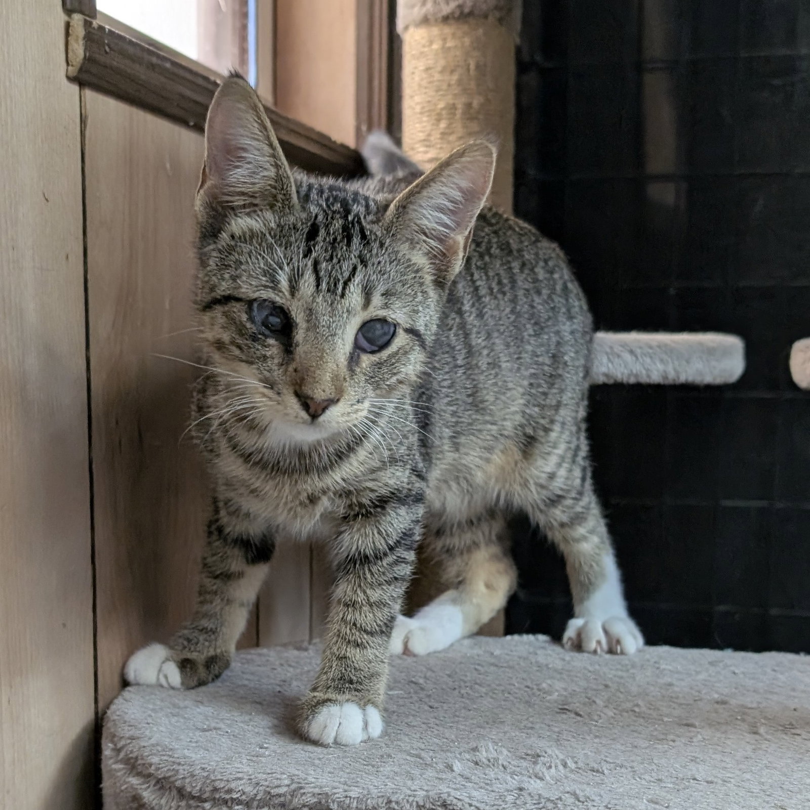 Magoo 6.9.26 (med waiver), photo 2