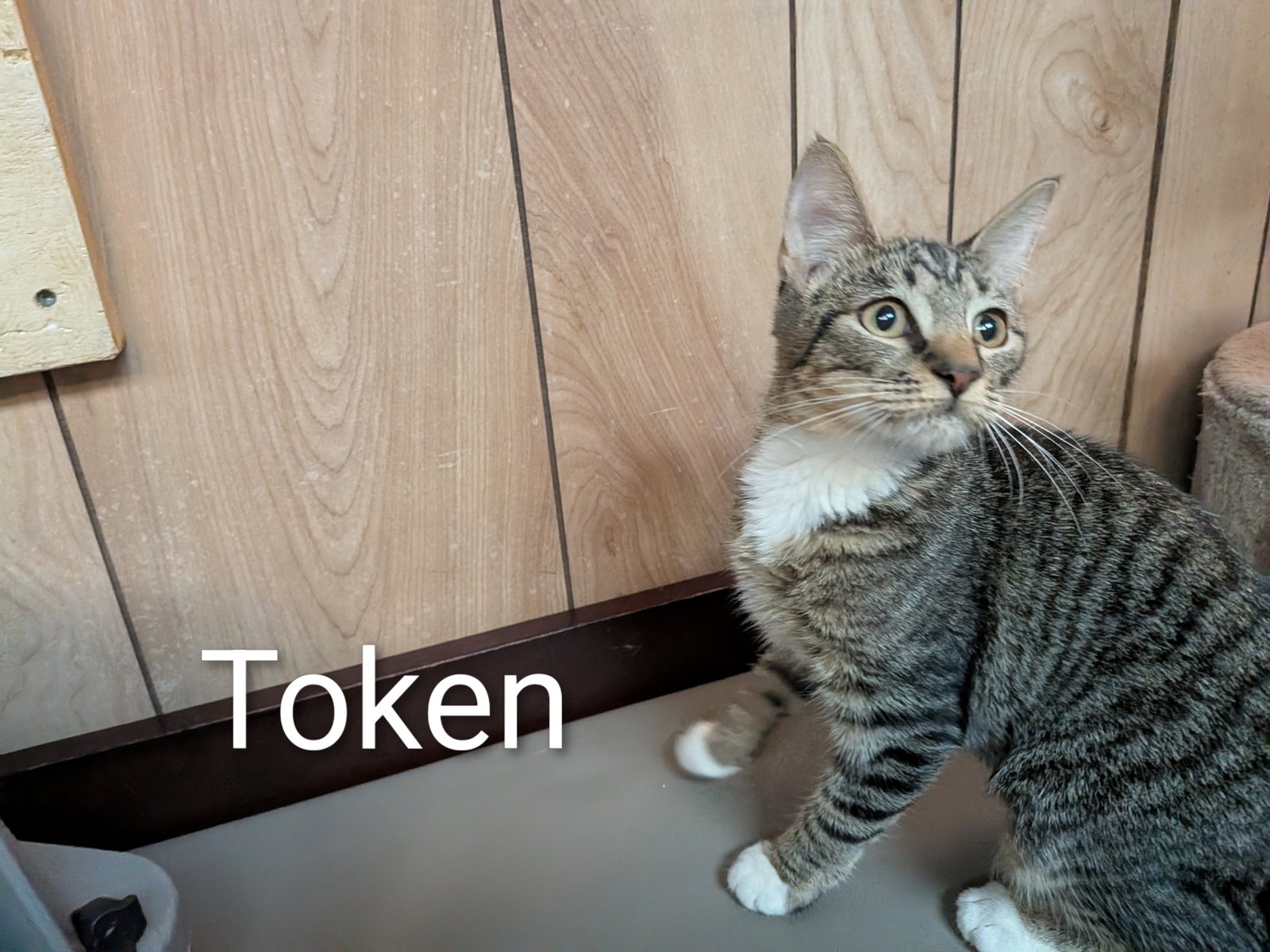 Token 5.26.26, Domestic Short Hair