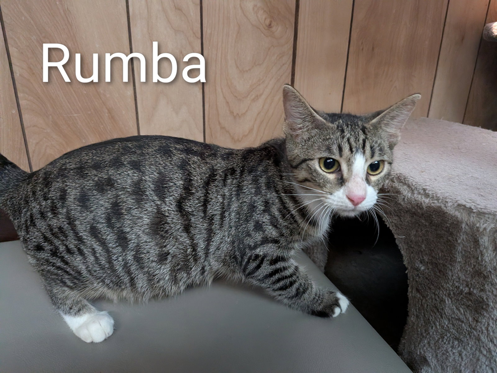 Rumba 4.27.26, photo 2
