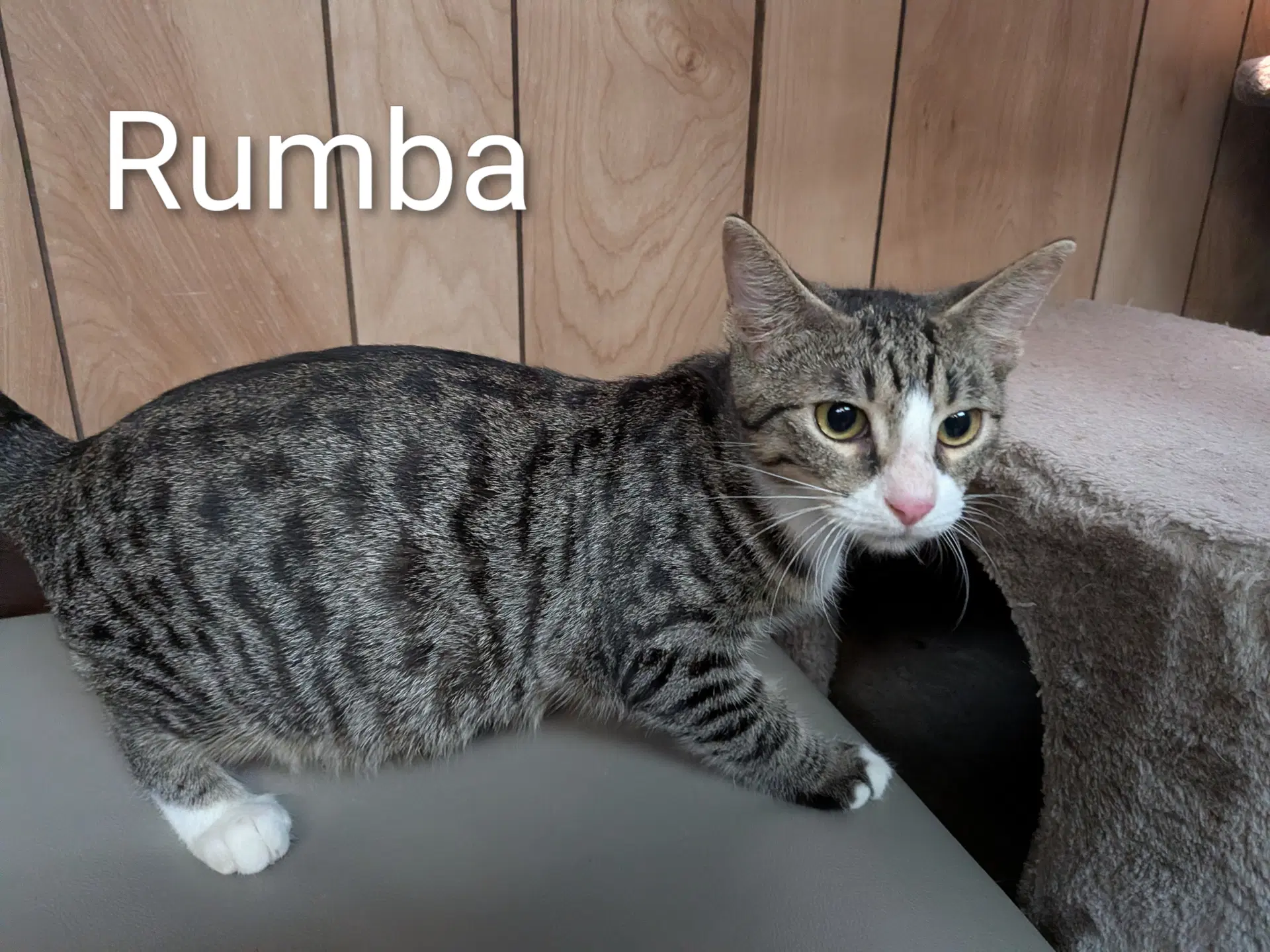 Rumba - Domestic Short Hair