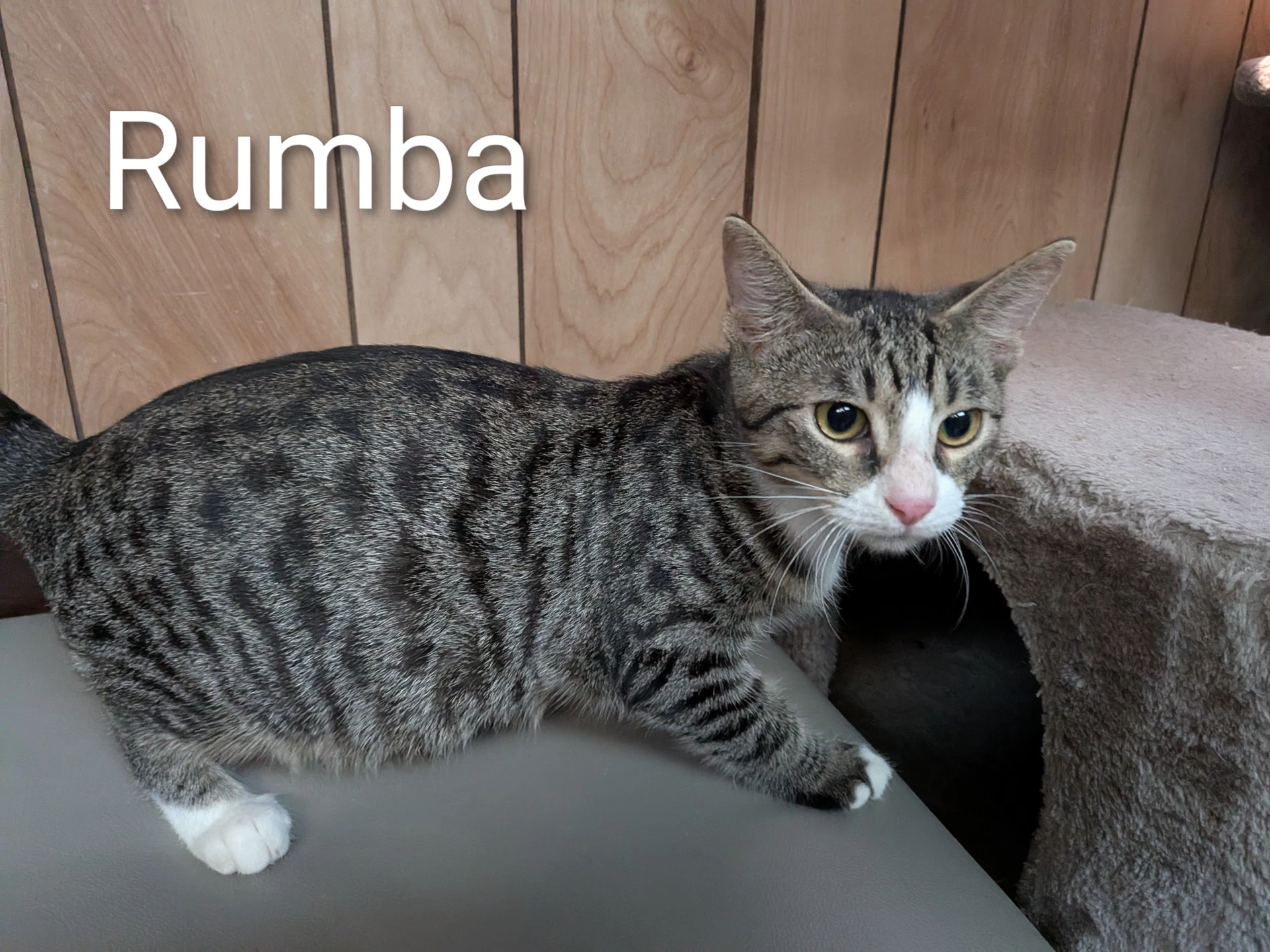 Rumba