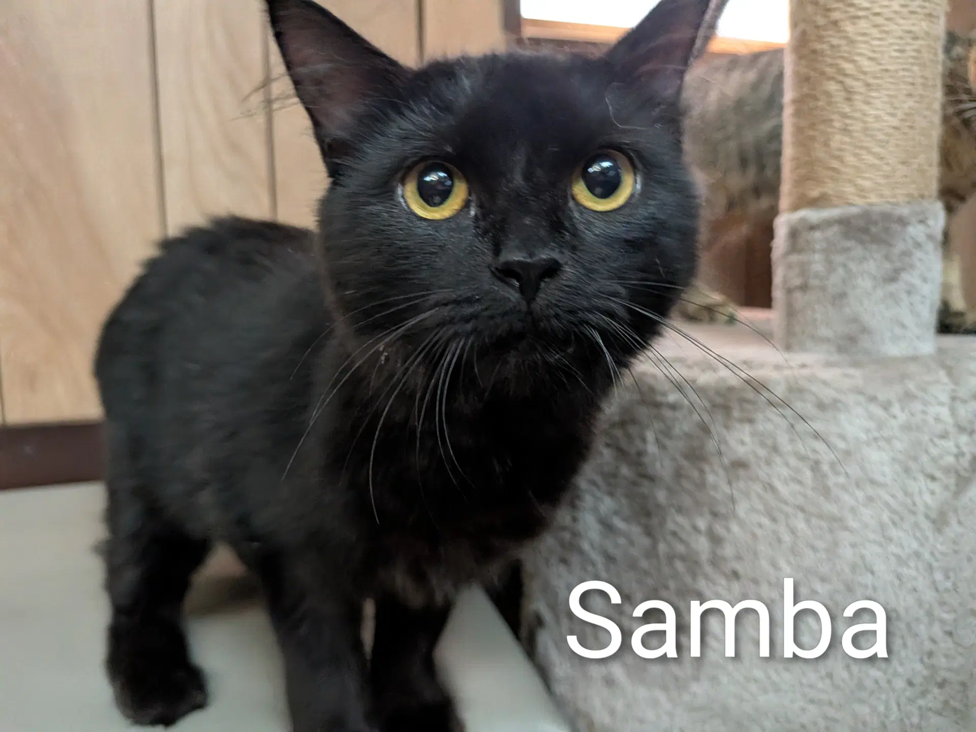 Samba image 3