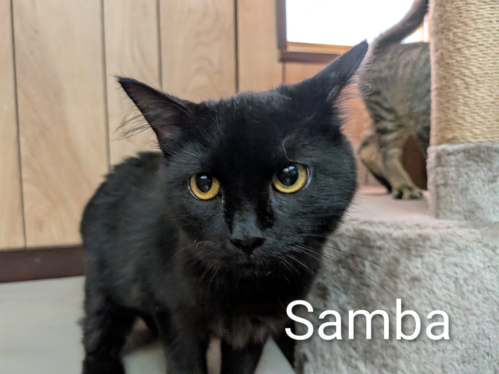 Samba 4.27.26, photo 4