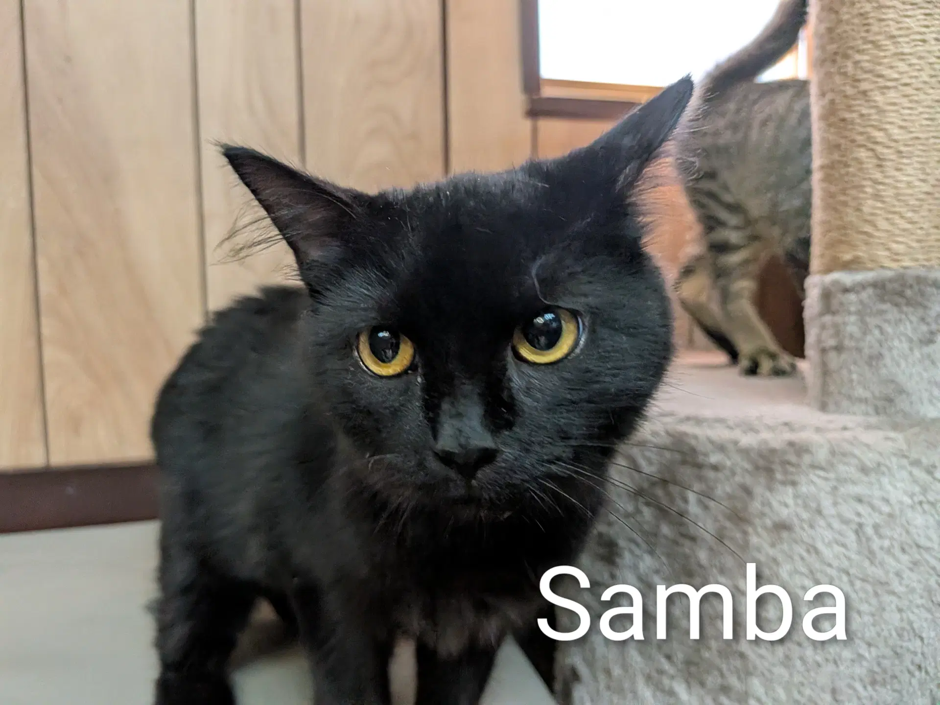Samba image 4