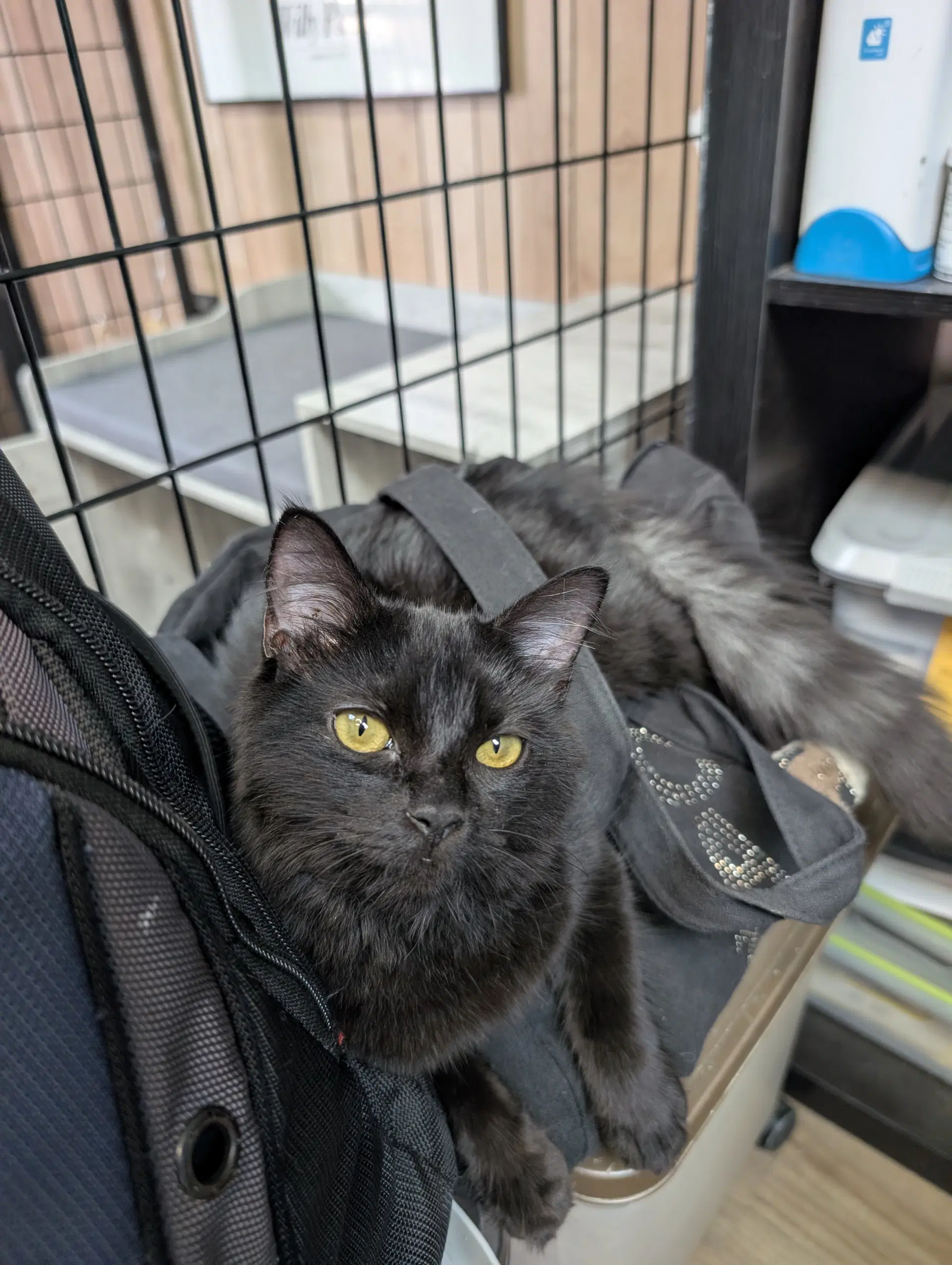 Samba - Domestic Long Hair