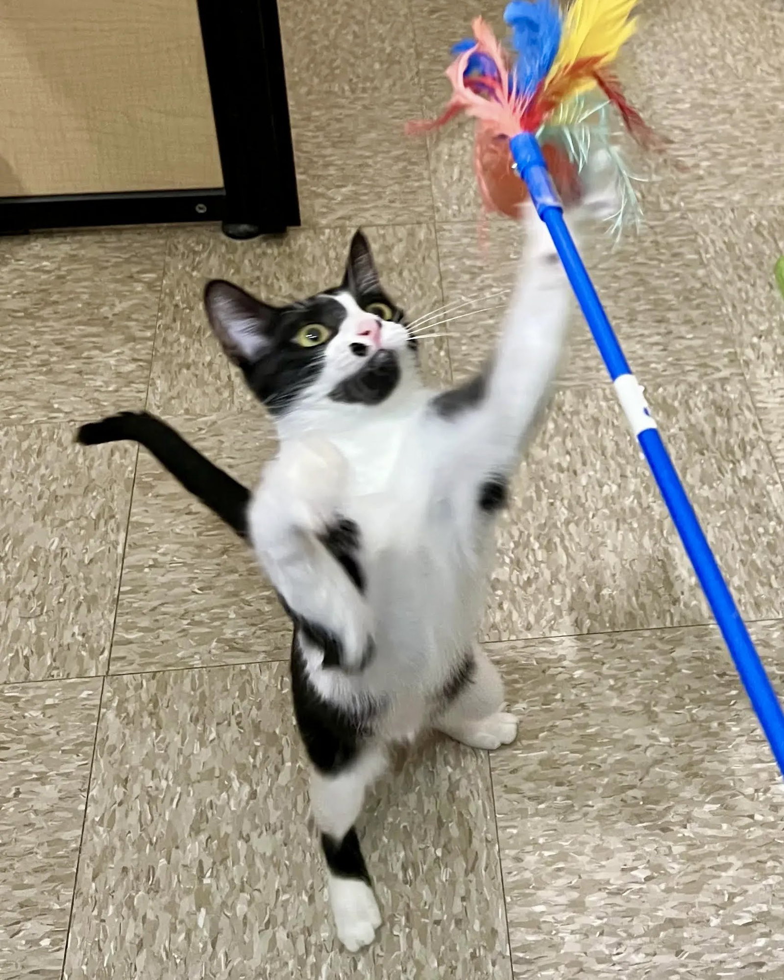 Dot 2.26.26, Domestic Short Hair