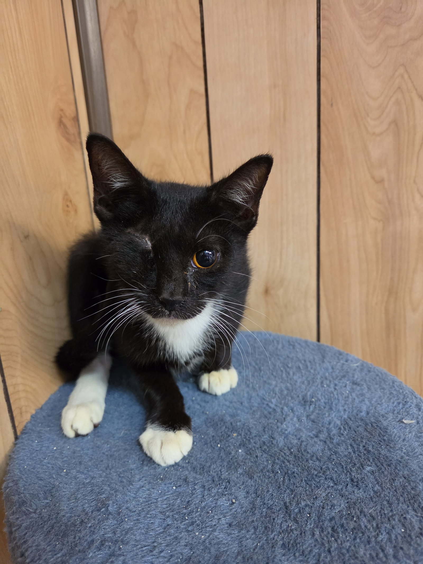 Butch 6.9.26 (Med-Waiver), Tuxedo