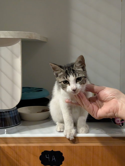 Geo 5.28.26 (med waiver), a cat for adoption from Candy's Cats, Inc.