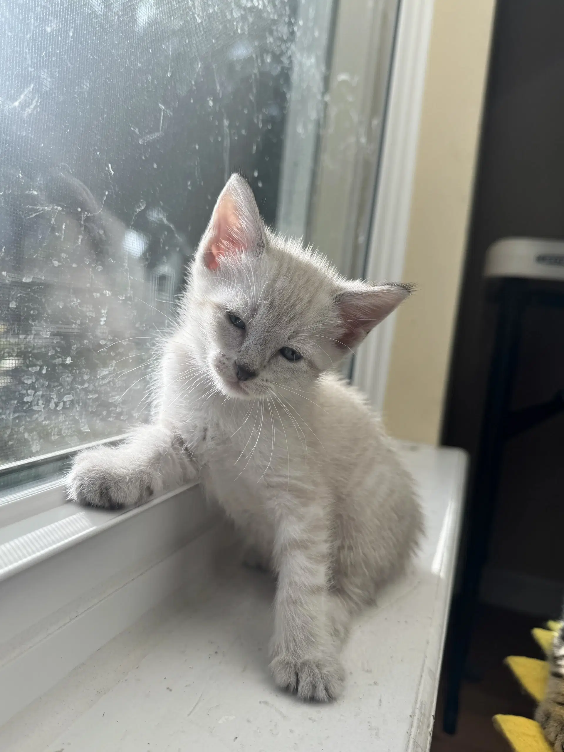 Bronwyn  Prespay - Domestic Short Hair
